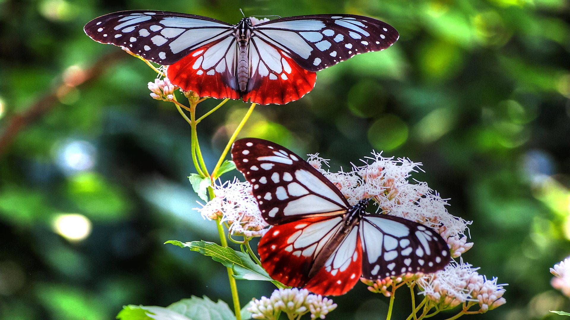 Real Butterfly Wallpapers