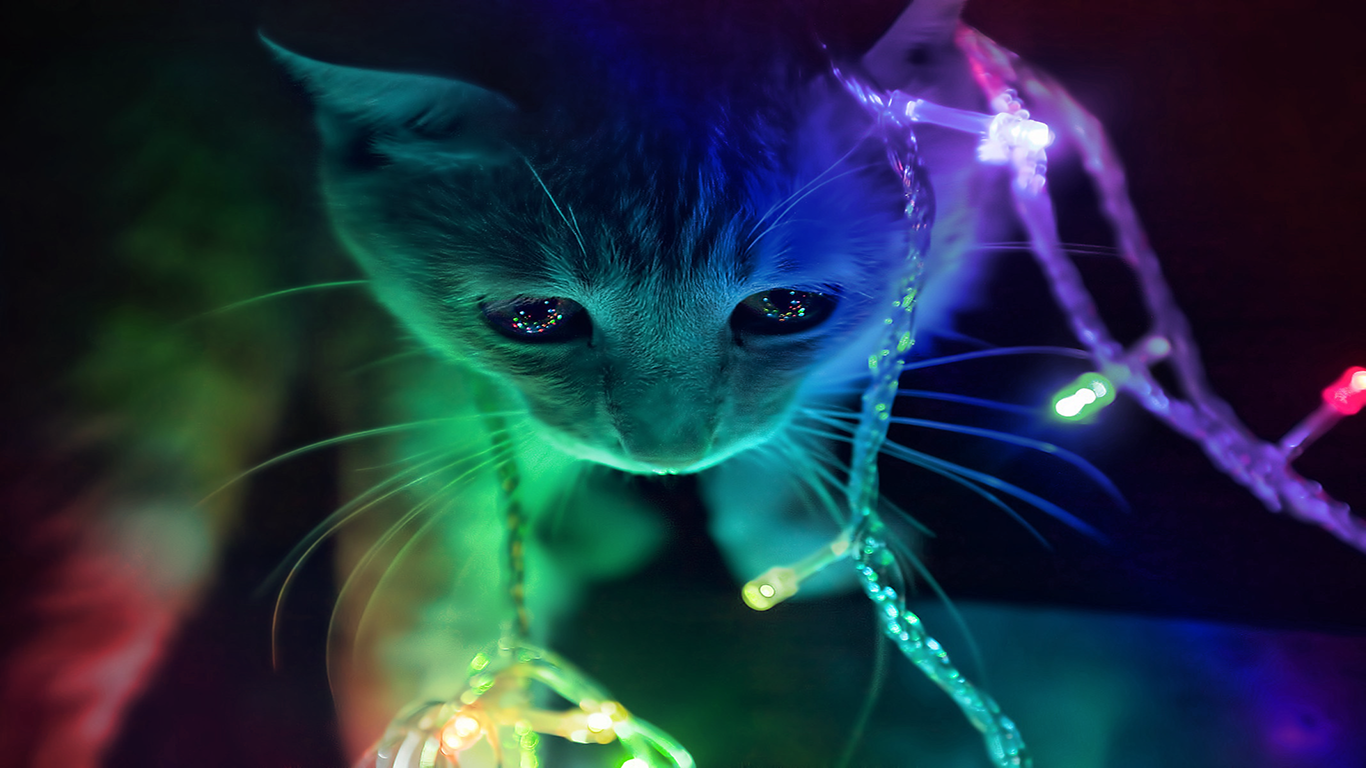 Real Rainbow Cat Wallpapers