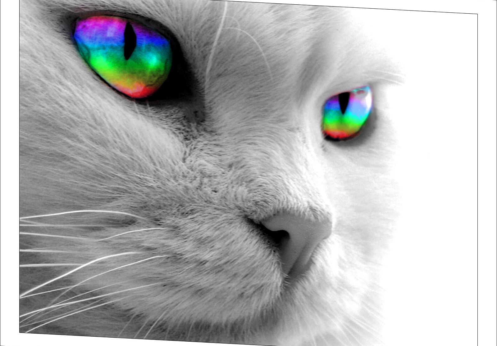 Real Rainbow Cat Wallpapers