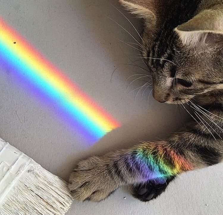 Real Rainbow Cat Wallpapers