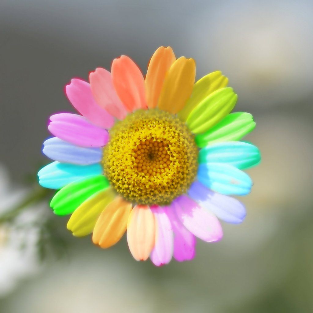 Real Rainbow Daisy Wallpapers