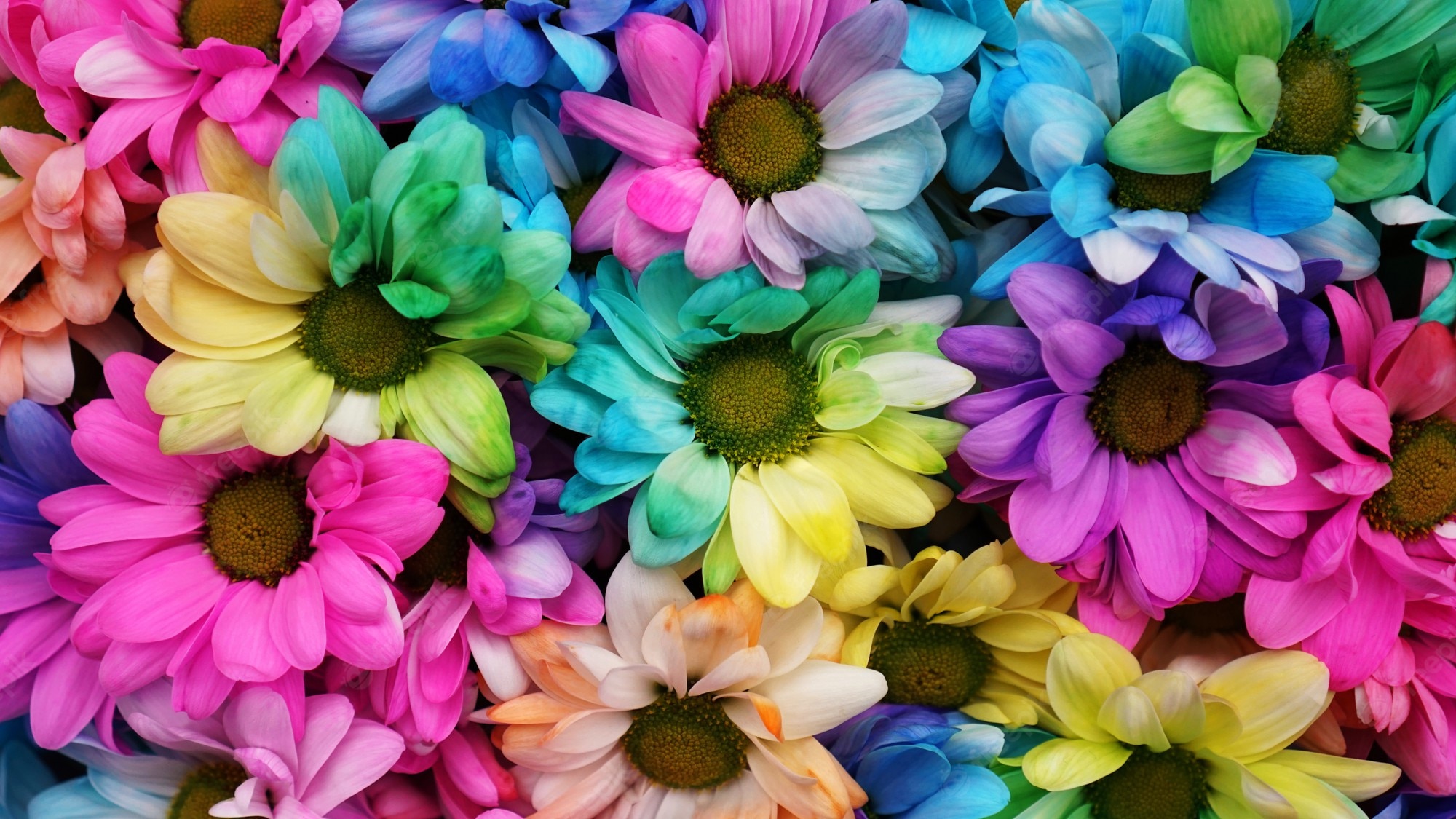 Real Rainbow Daisy Wallpapers