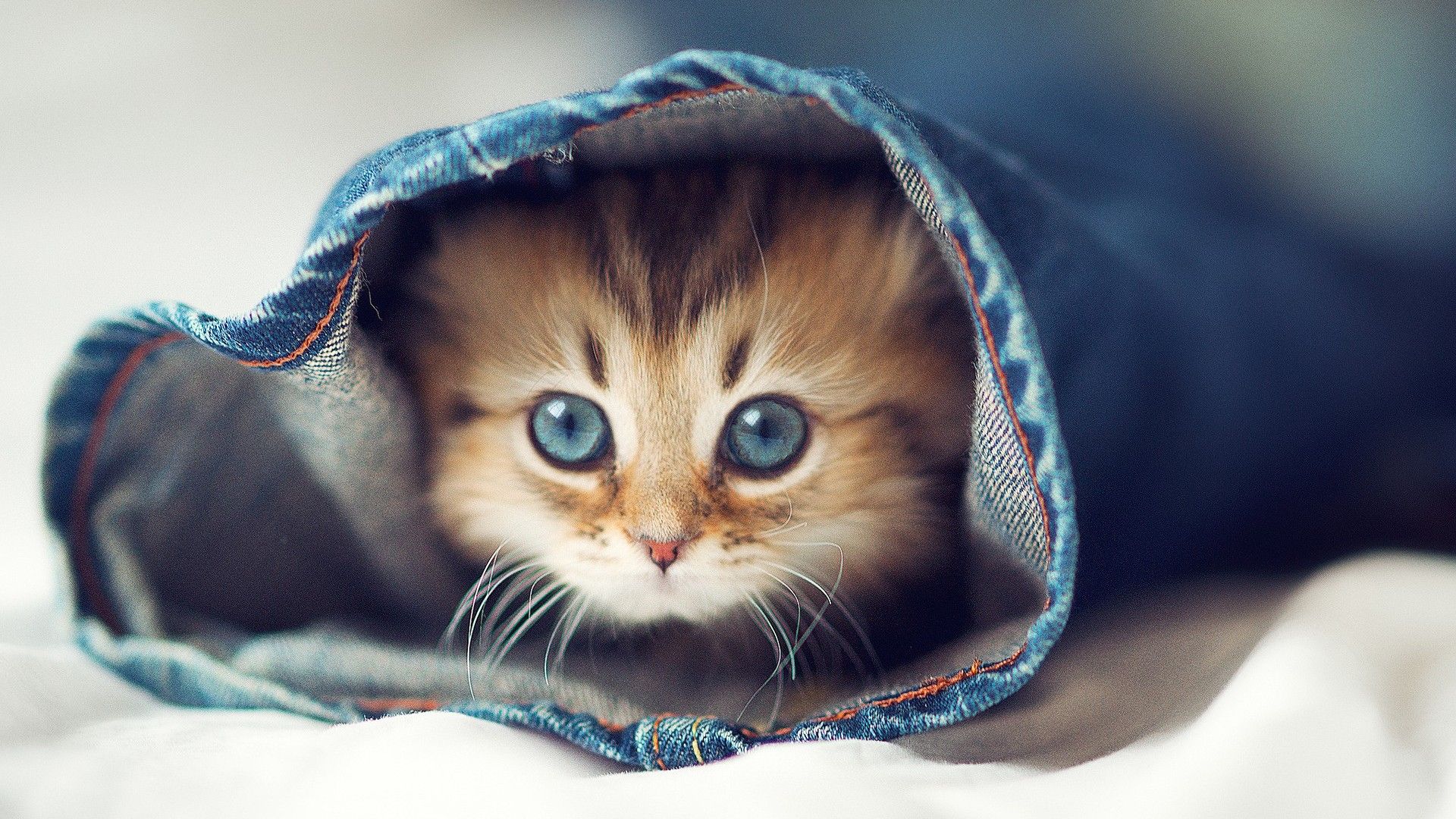 Really Cute Cat Wallpapers