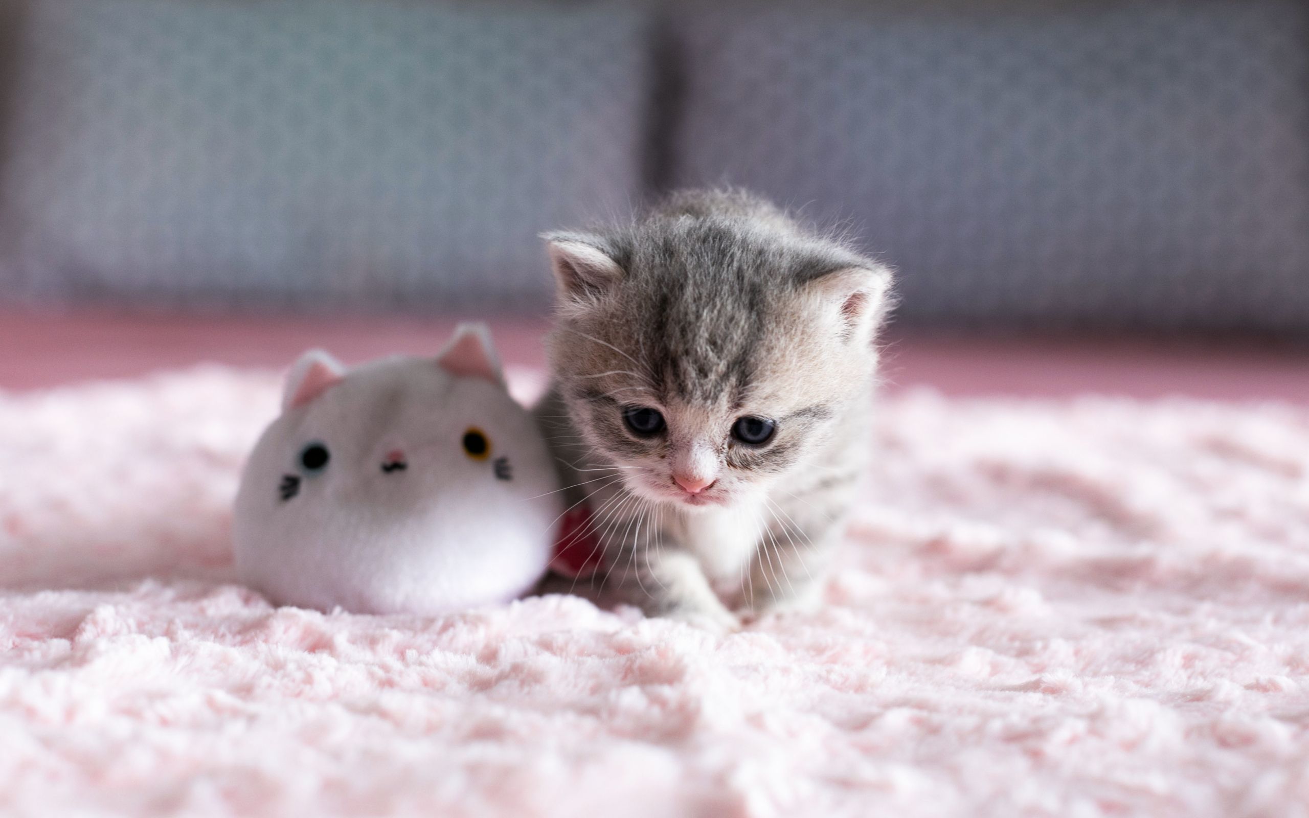 Really Cute Cat Wallpapers