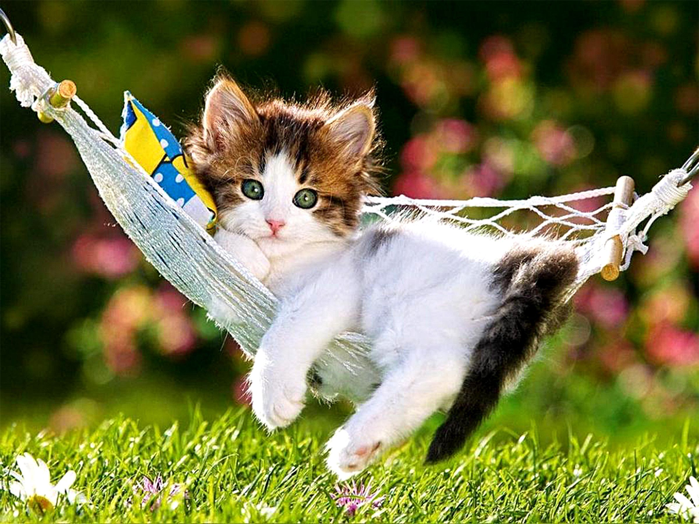 Really Cute Cat Wallpapers