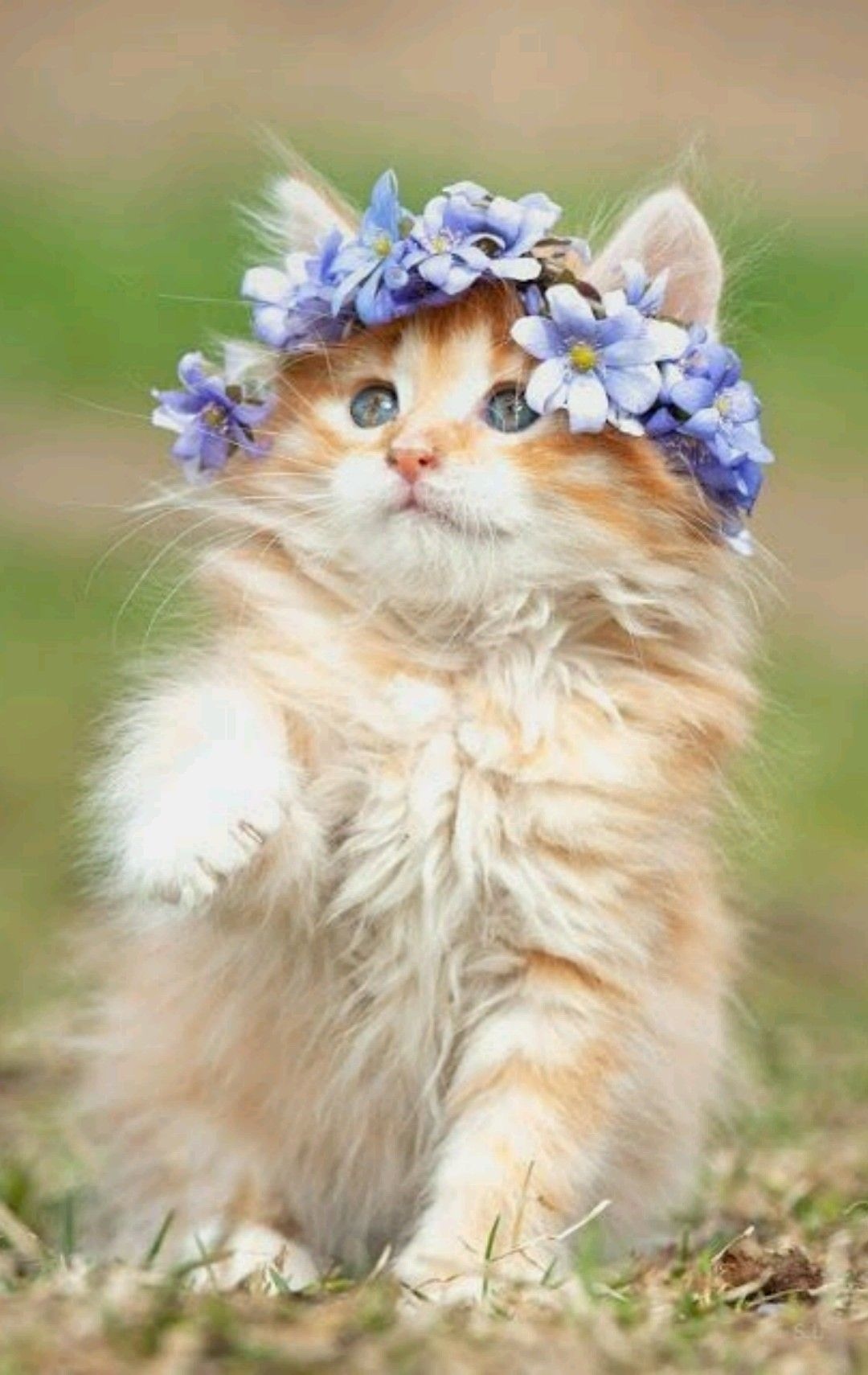 Really Cute Cat Wallpapers