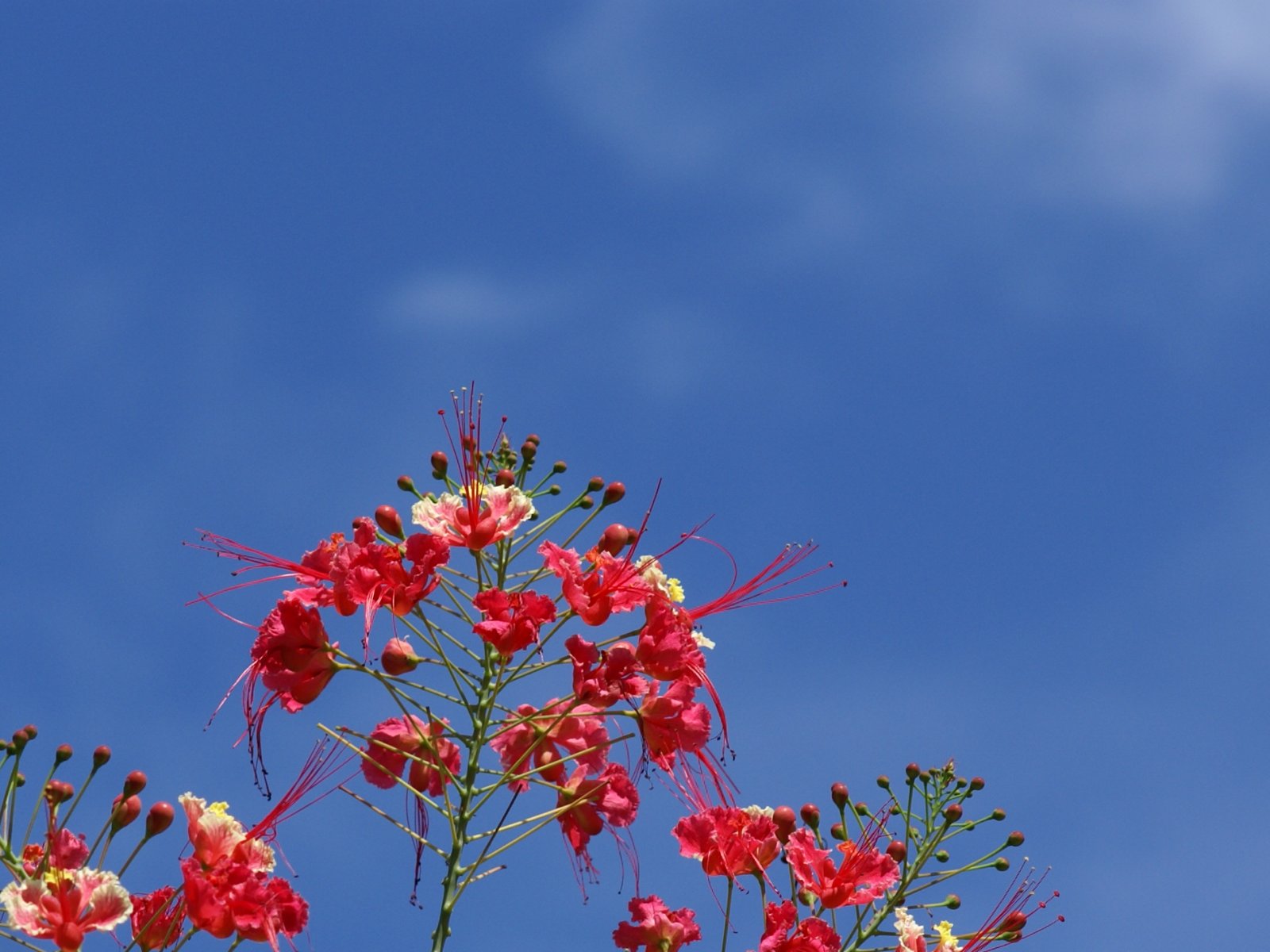 Red And Blue Sky Wallpapers