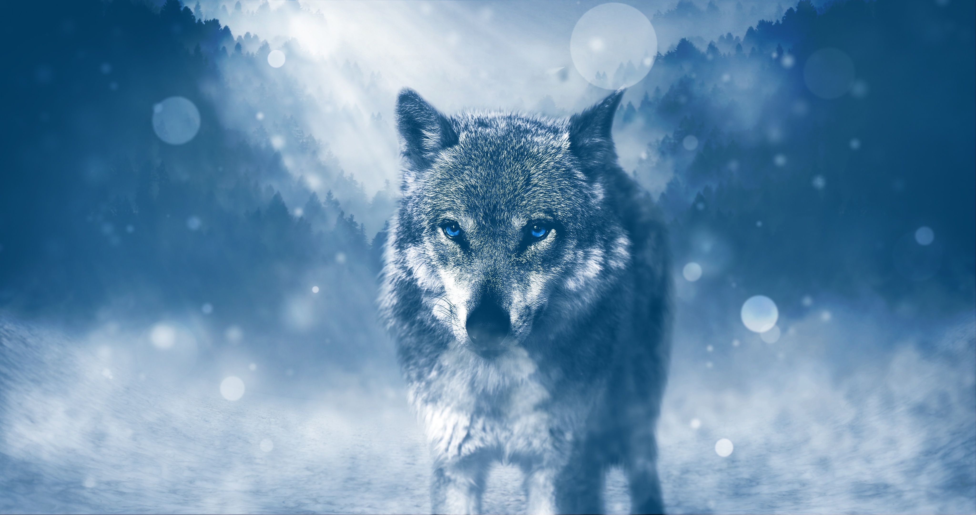 Red And Blue Wolf Wallpapers