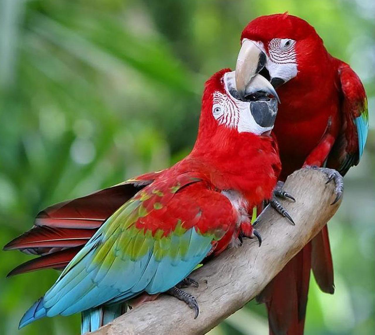 Red-And-Green Macaw Wallpapers