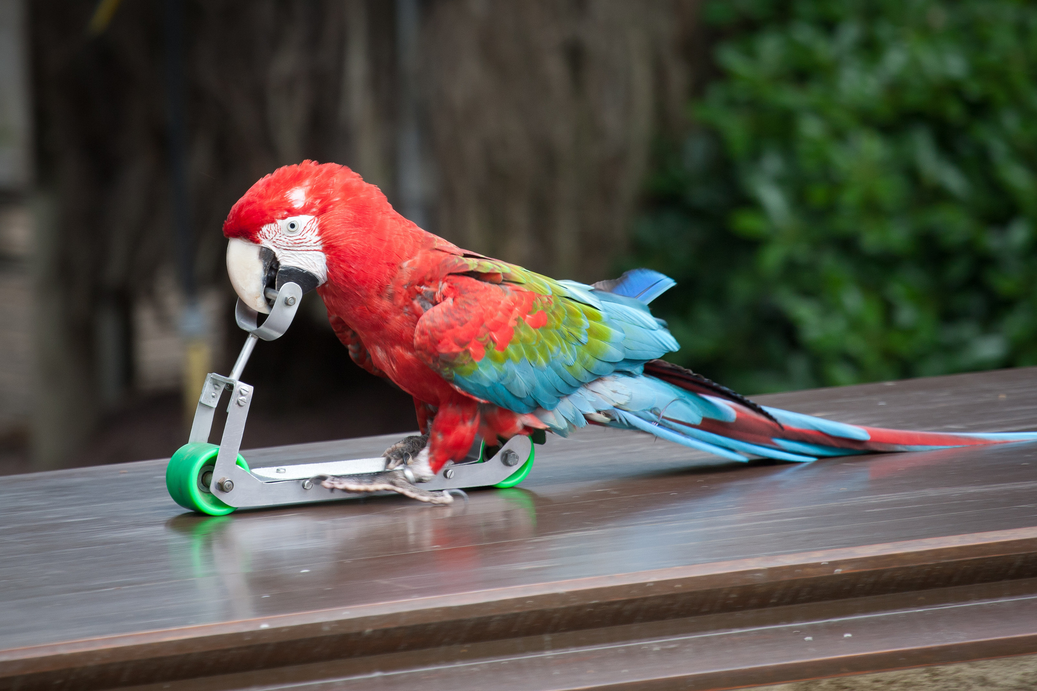 Red-And-Green Macaw Wallpapers