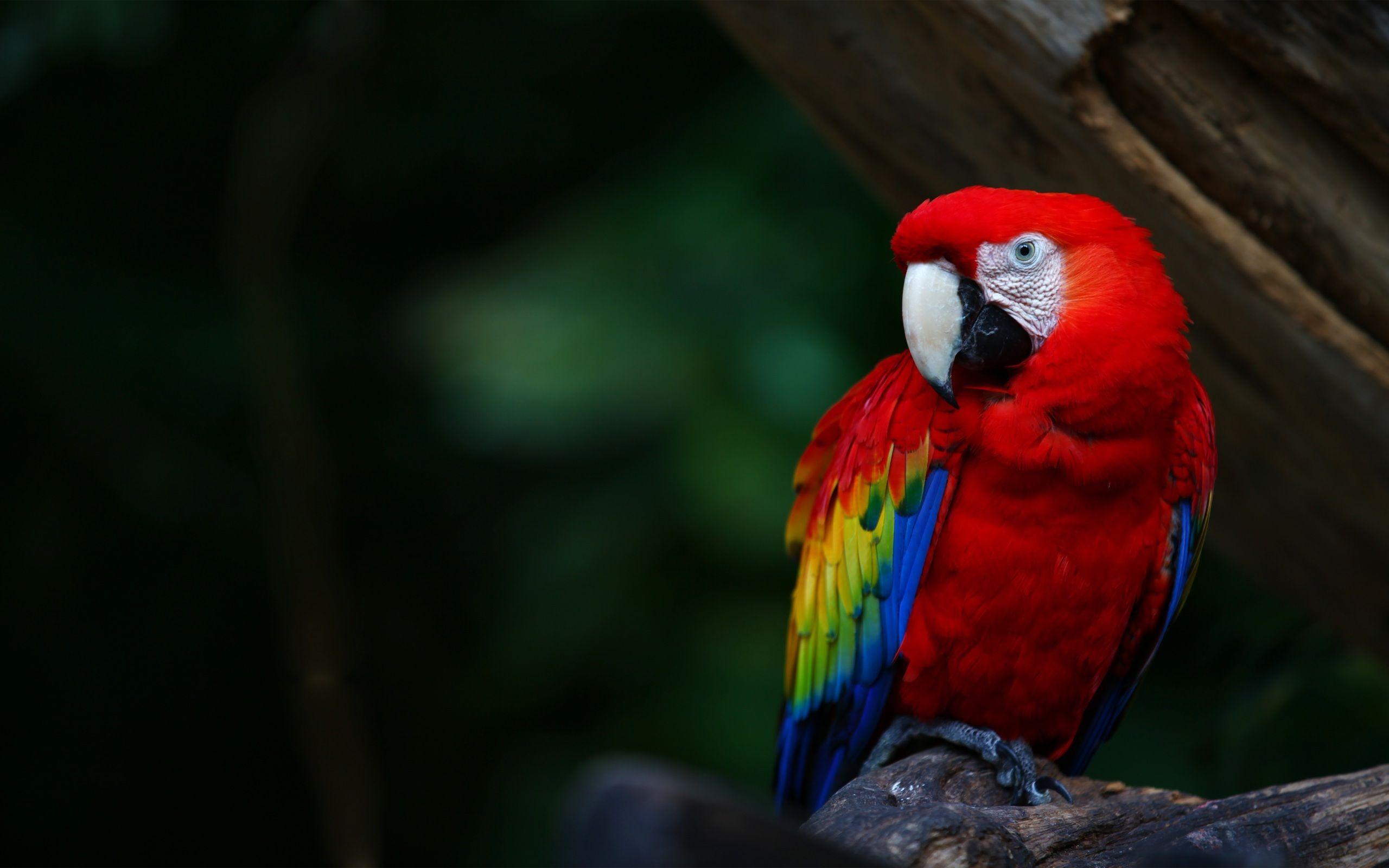 Red-And-Green Macaw Wallpapers