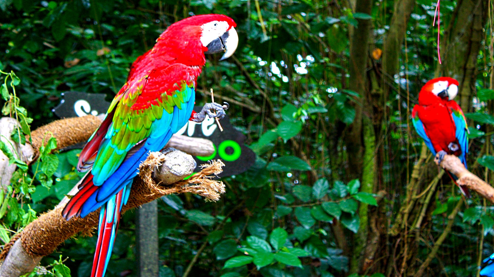 Red-And-Green Macaw Wallpapers