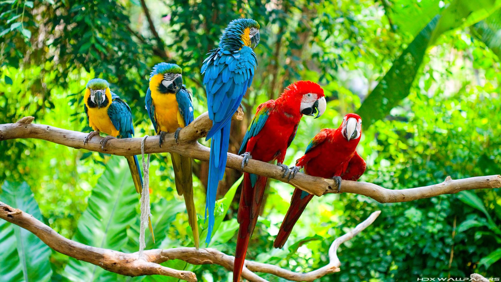 Red-And-Green Macaw Wallpapers