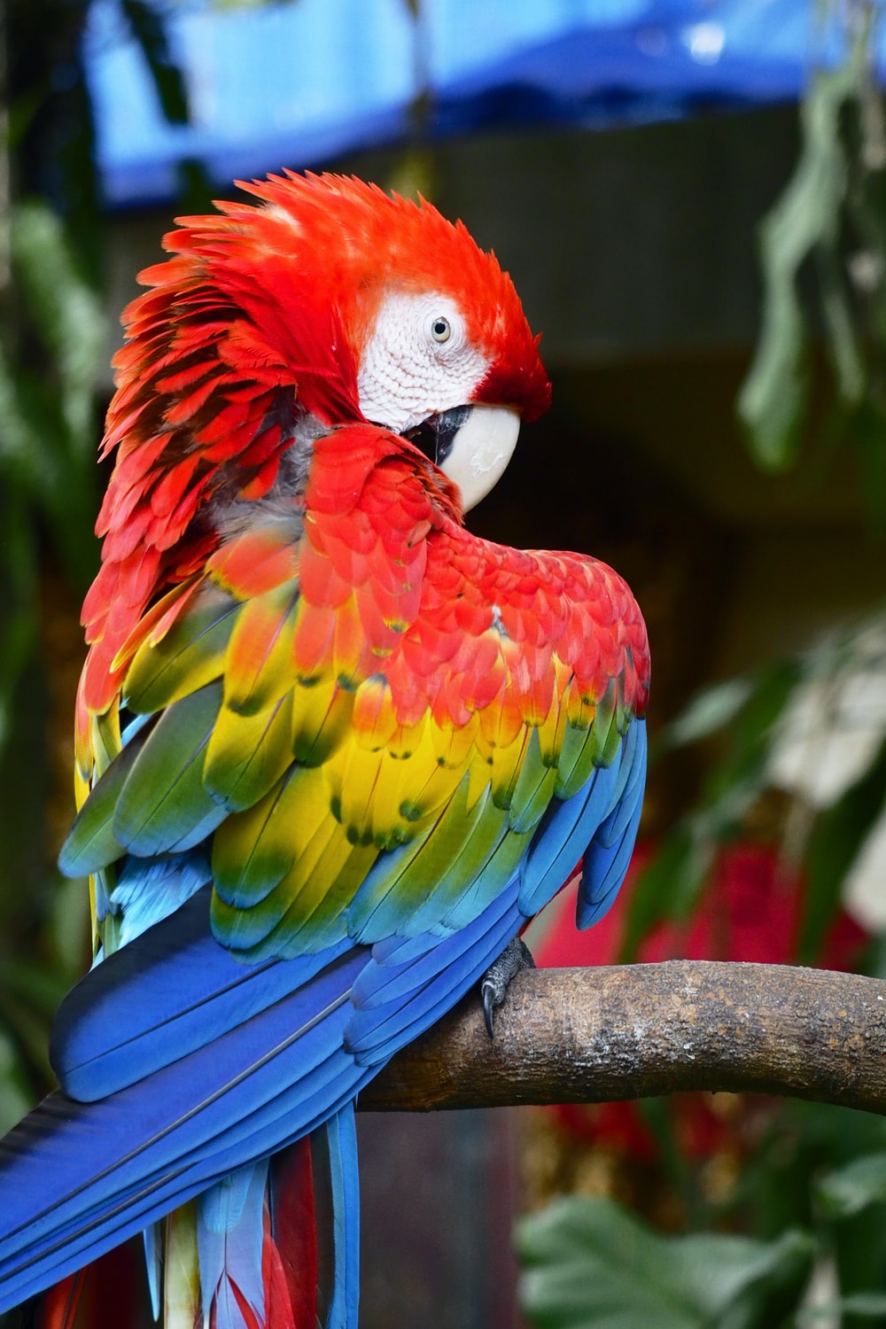 Red-And-Green Macaw Wallpapers