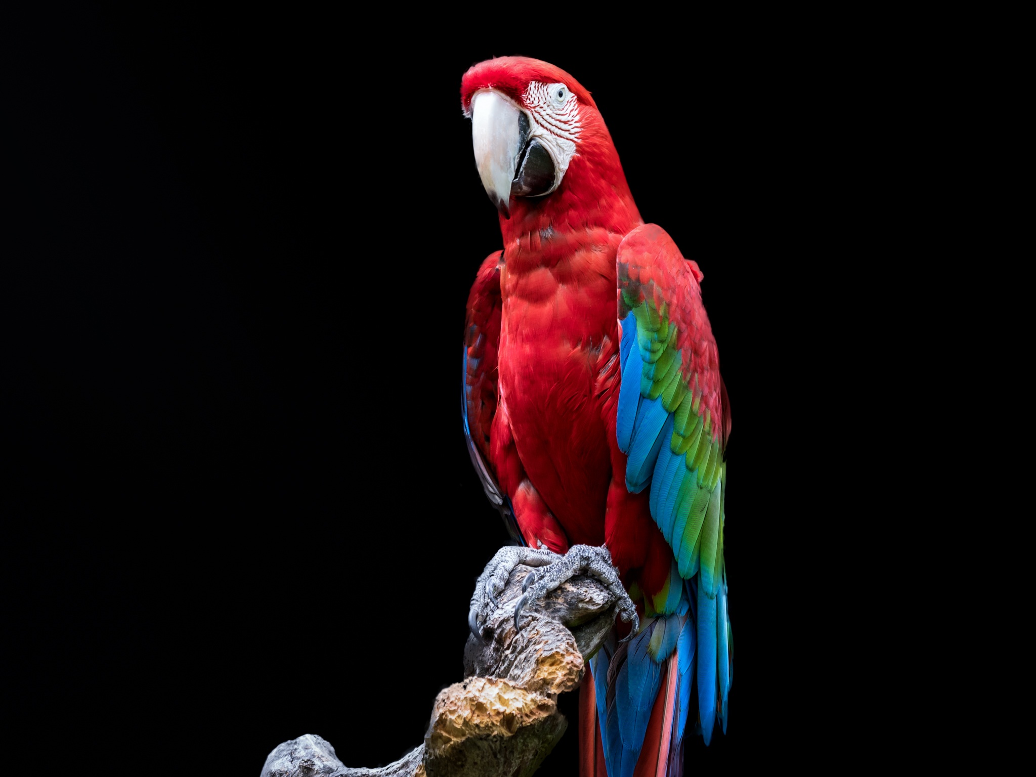 Red-And-Green Macaw Wallpapers