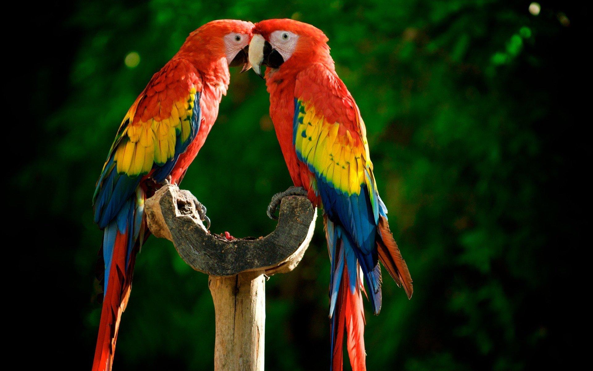 Red-And-Green Macaw Wallpapers