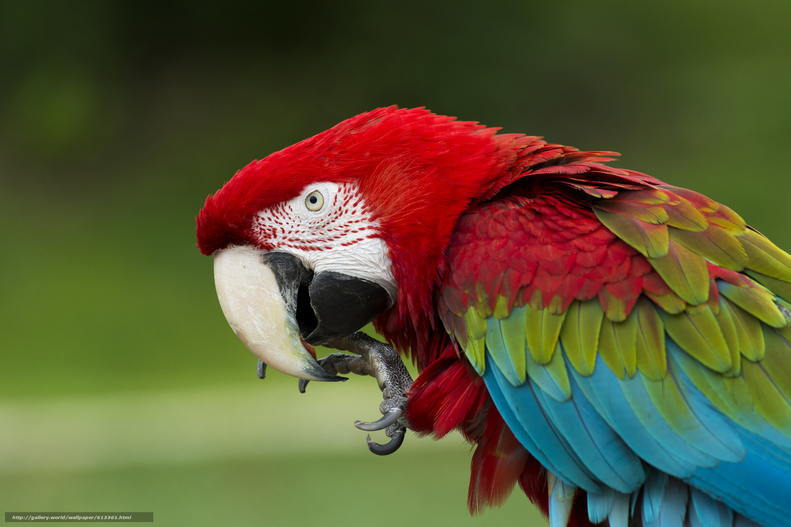 Red-And-Green Macaw Wallpapers