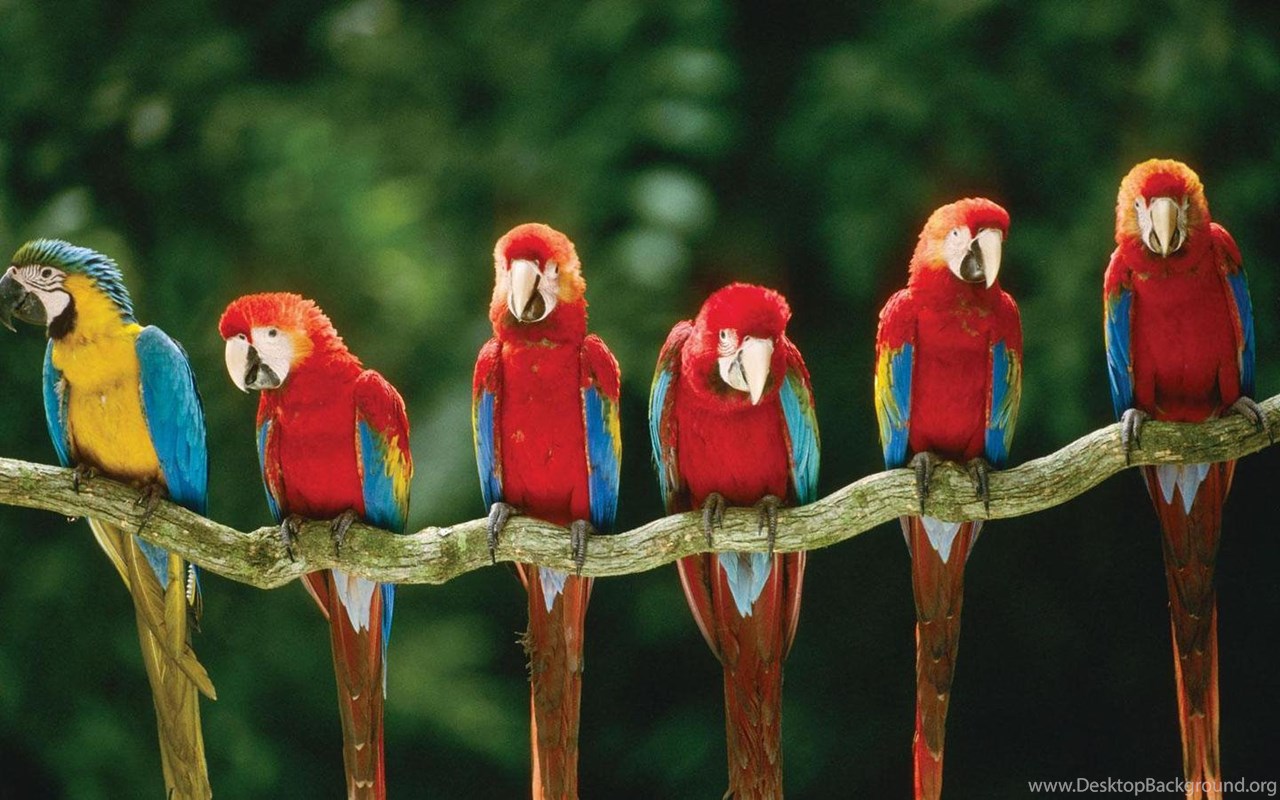 Red-And-Green Macaw Wallpapers