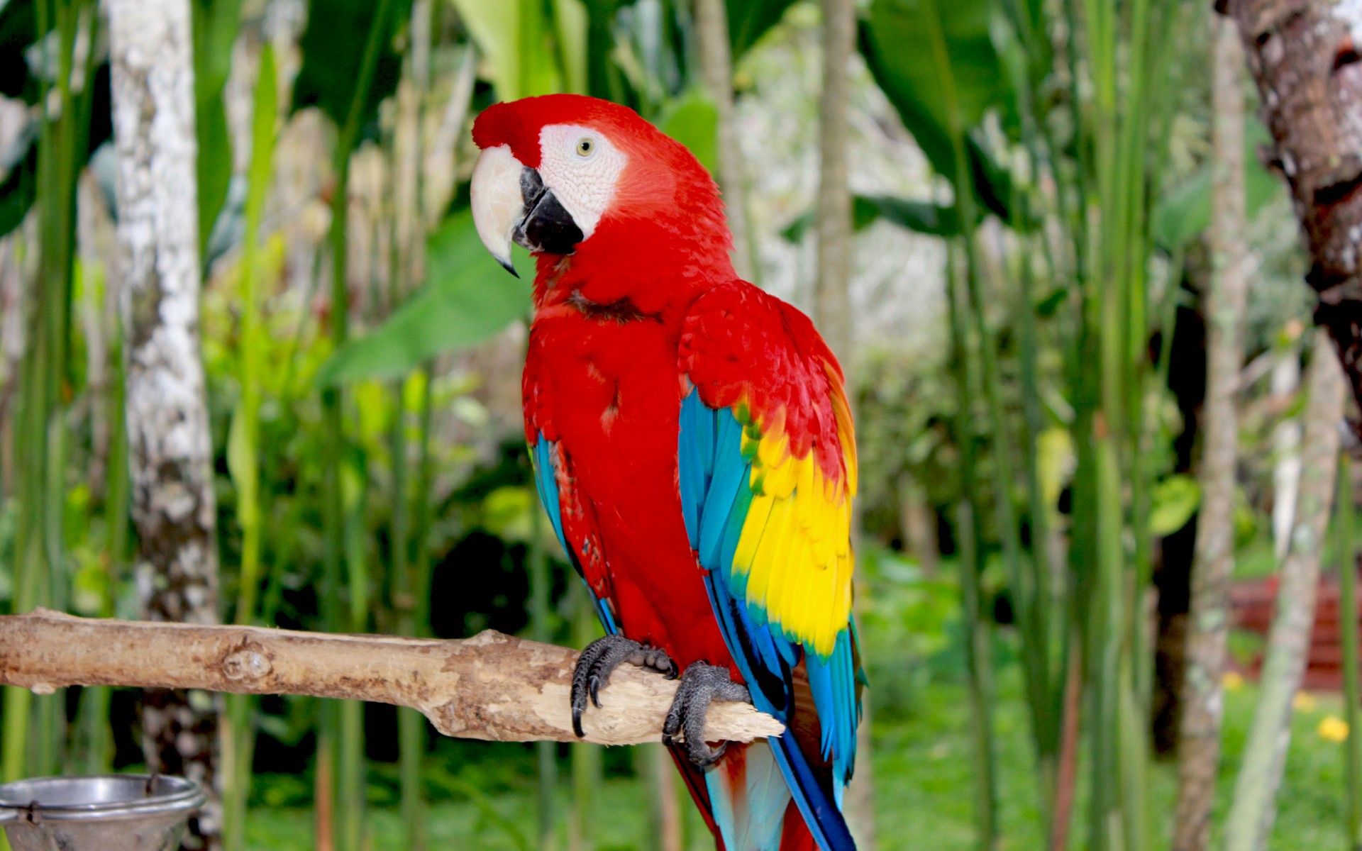 Red-And-Green Macaw Wallpapers