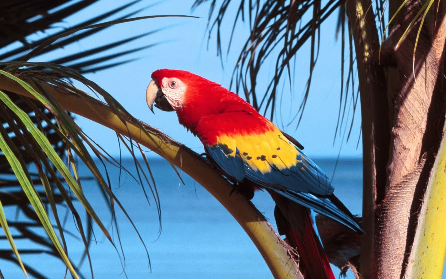 Red-And-Green Macaw Wallpapers