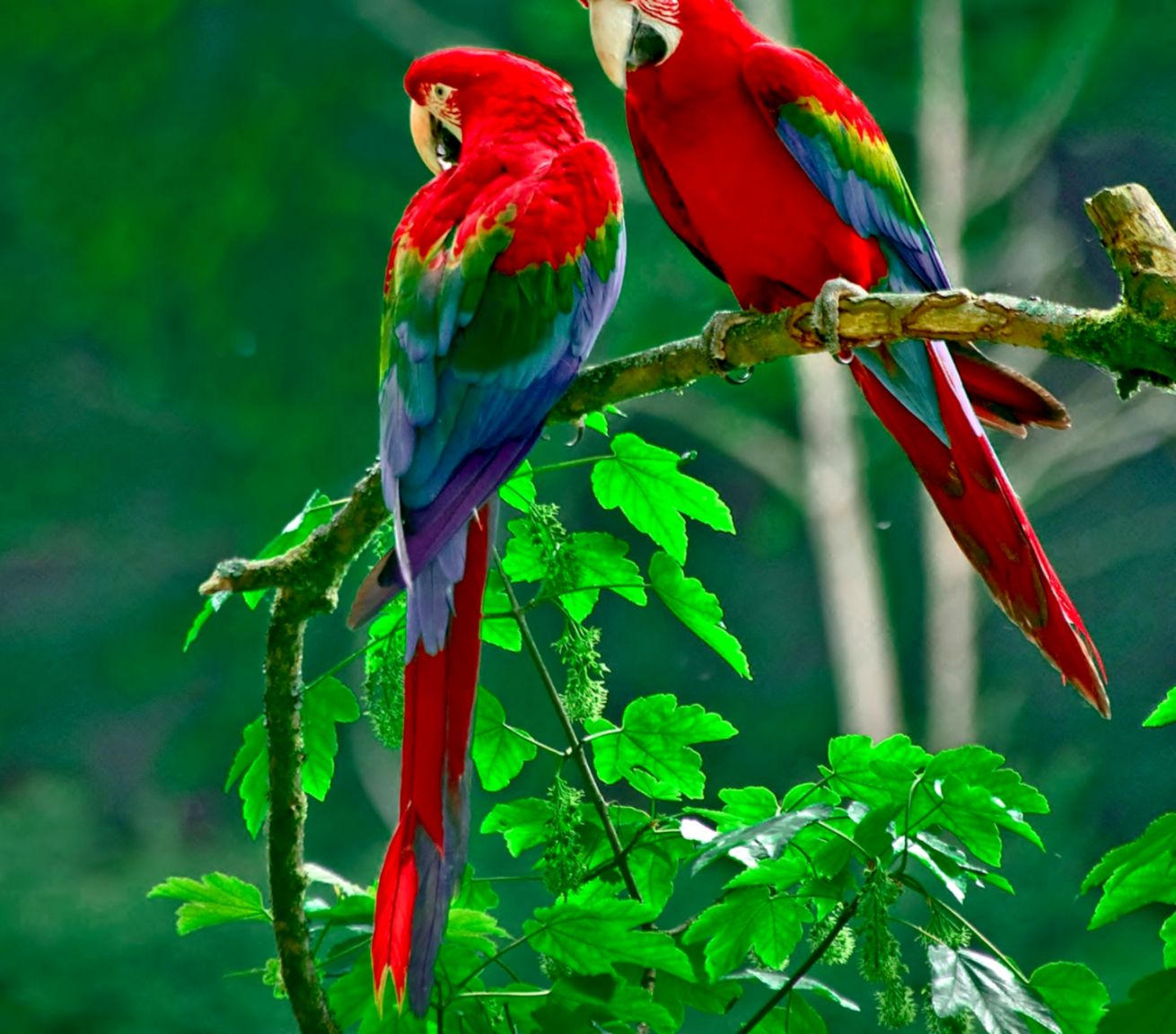 Red-And-Green Macaw Wallpapers