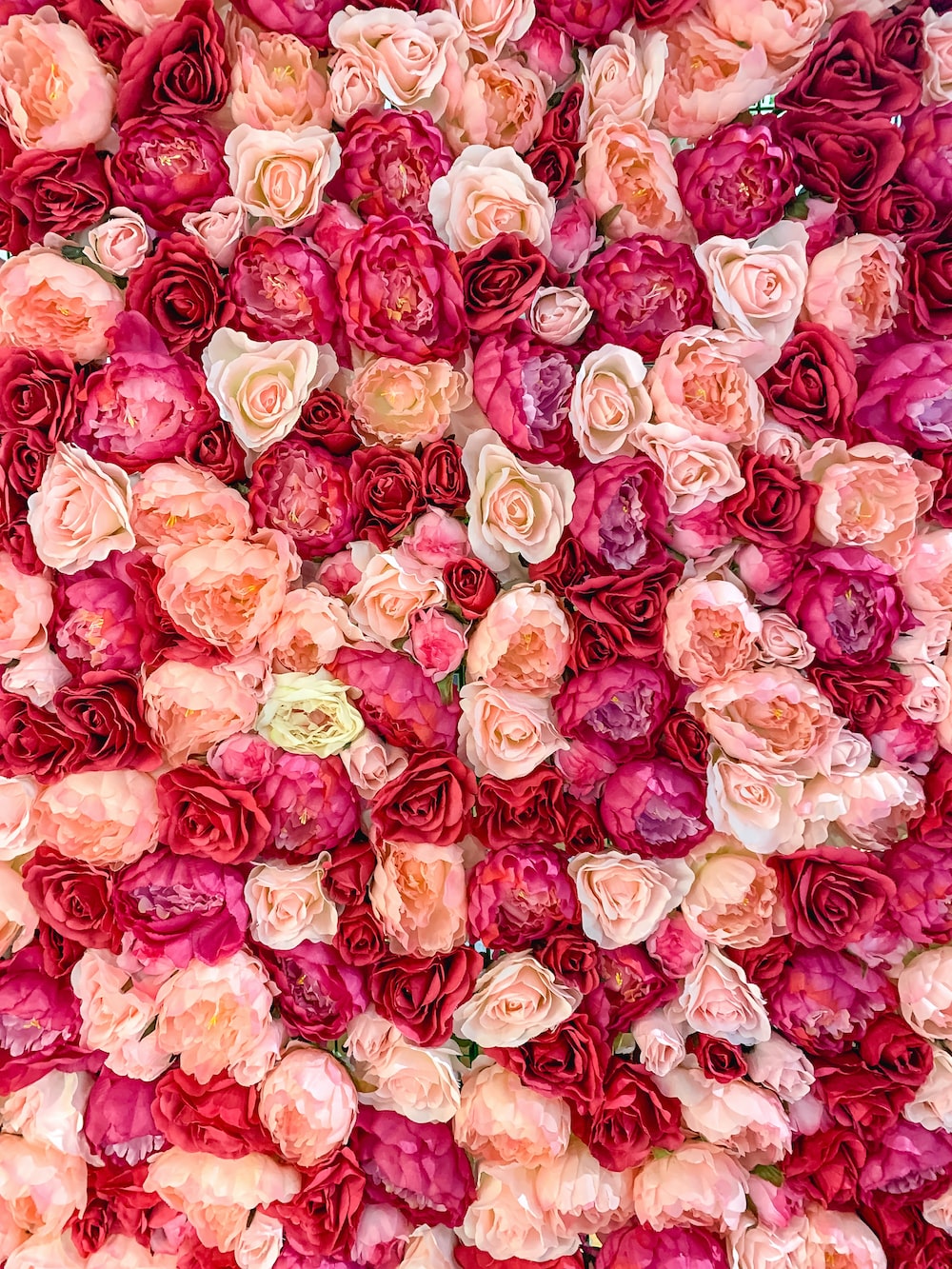 Red And Pink Roses Pics Wallpapers