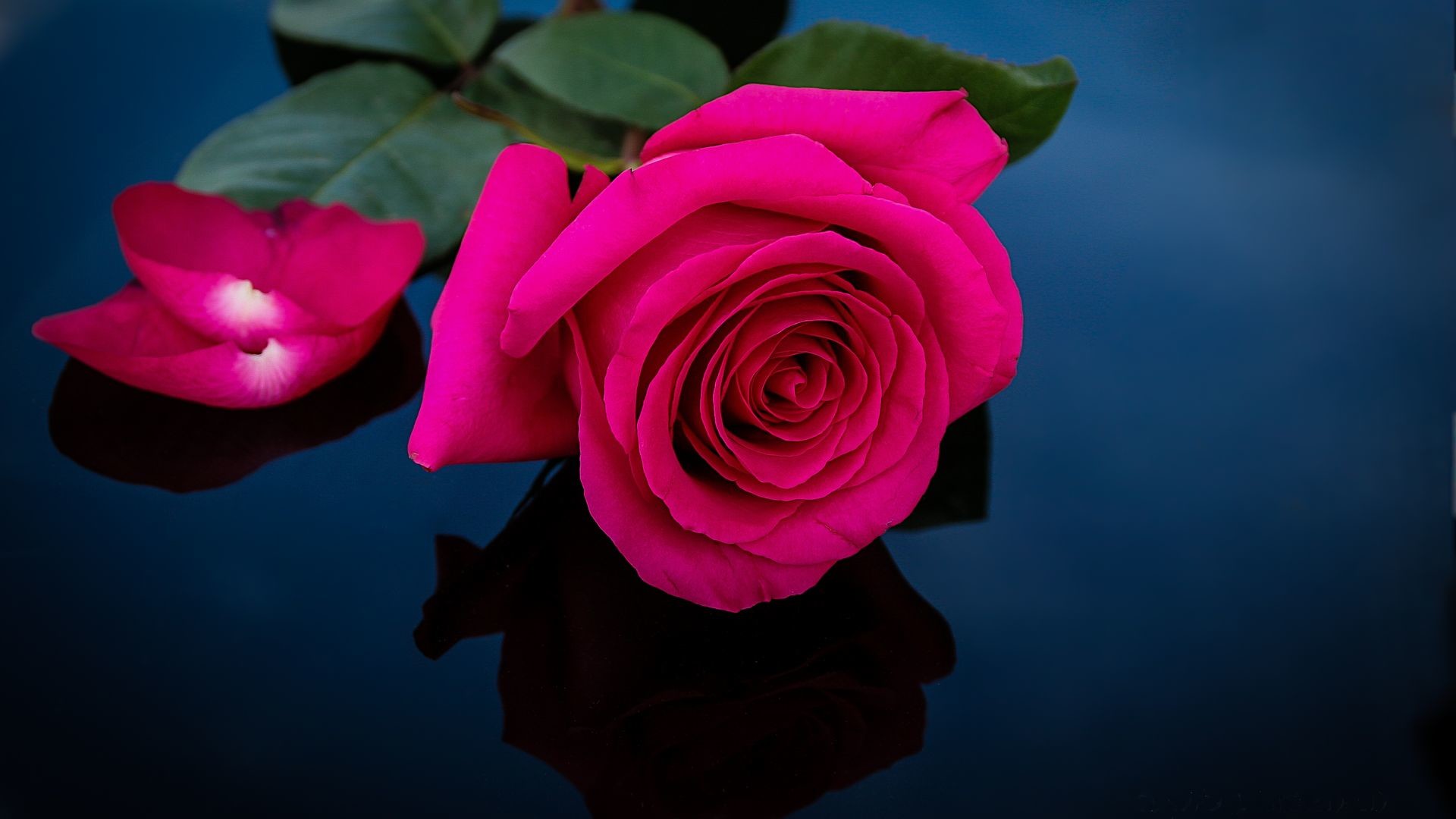 Red And Pink Roses Pics Wallpapers