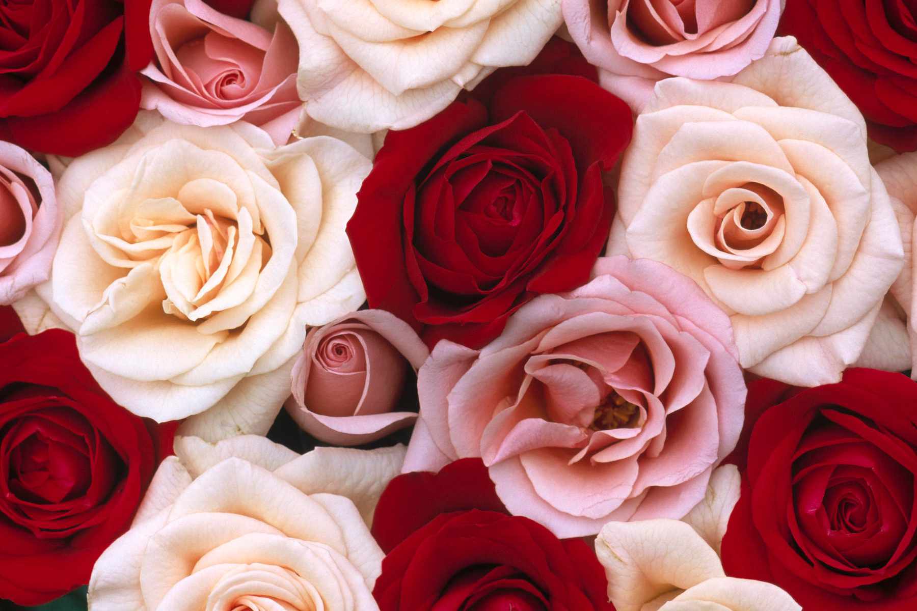 Red And Pink Roses Pics Wallpapers