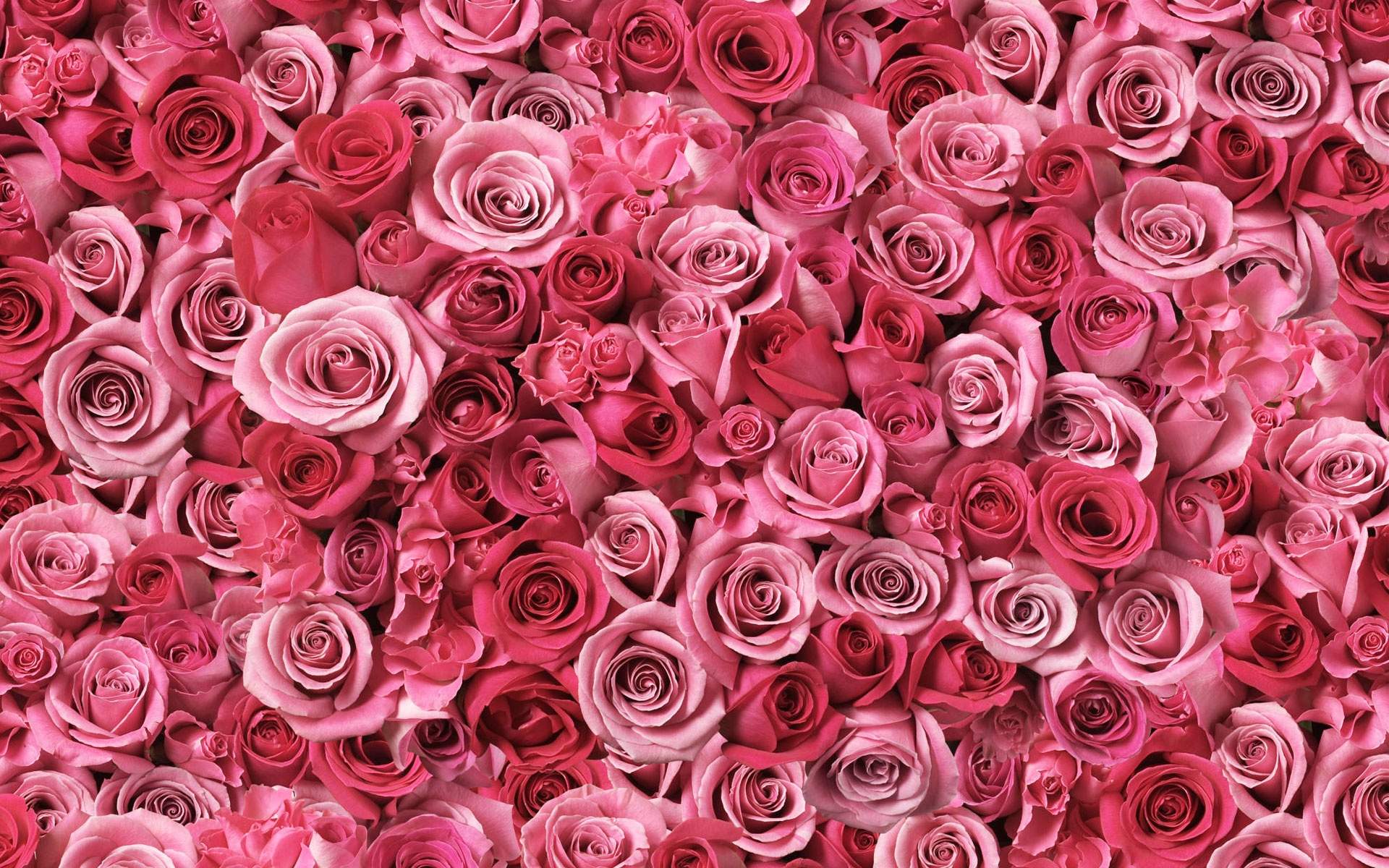 Red And Pink Roses Pics Wallpapers