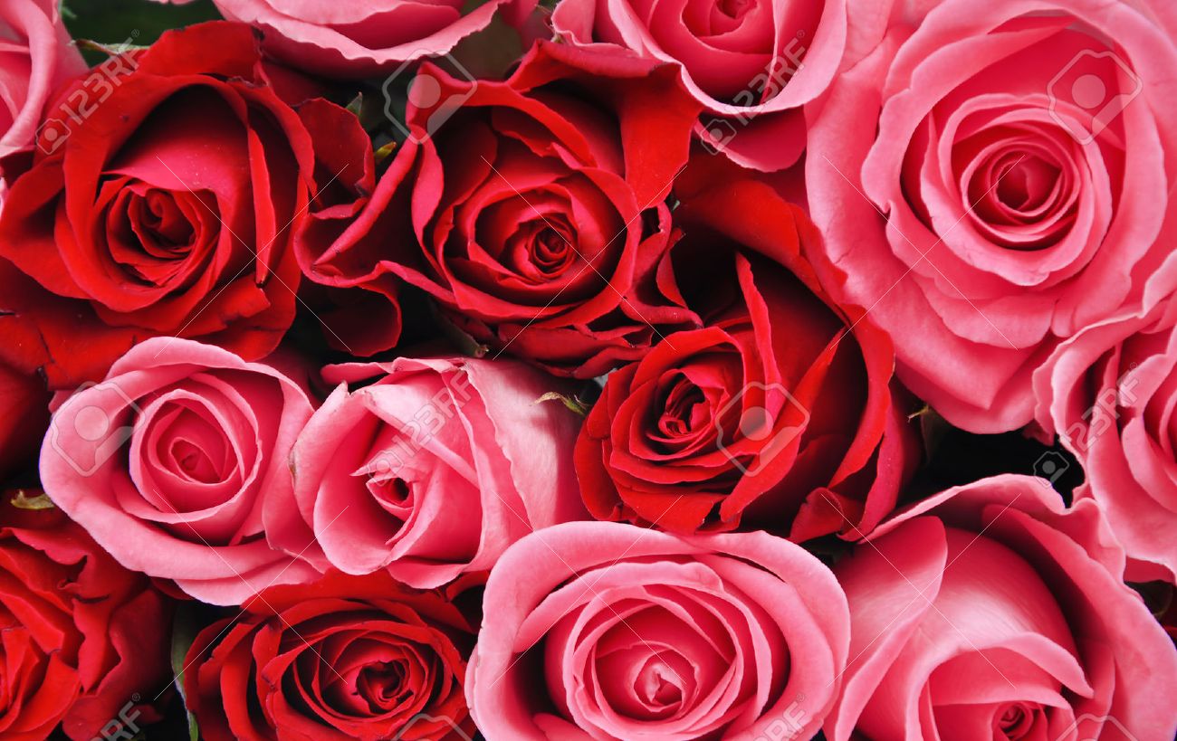 Red And Pink Roses Pics Wallpapers