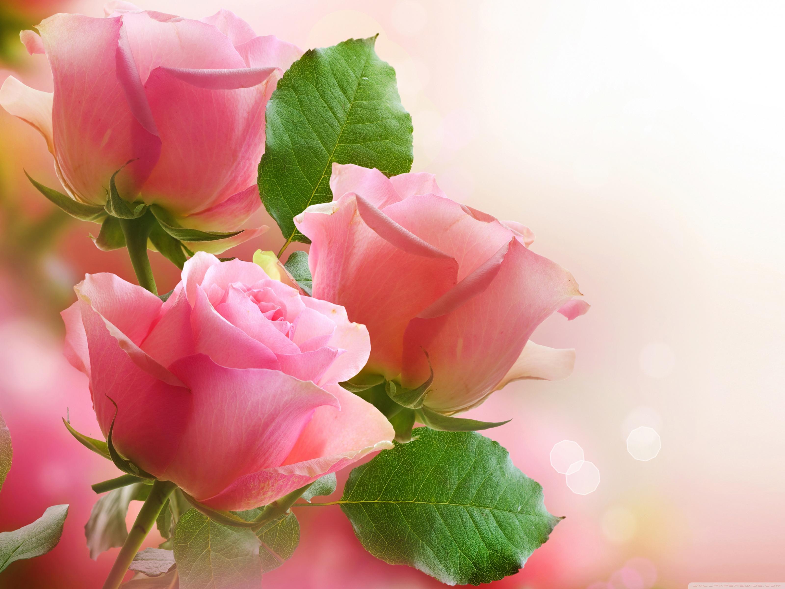 Red And Pink Roses Pics Wallpapers