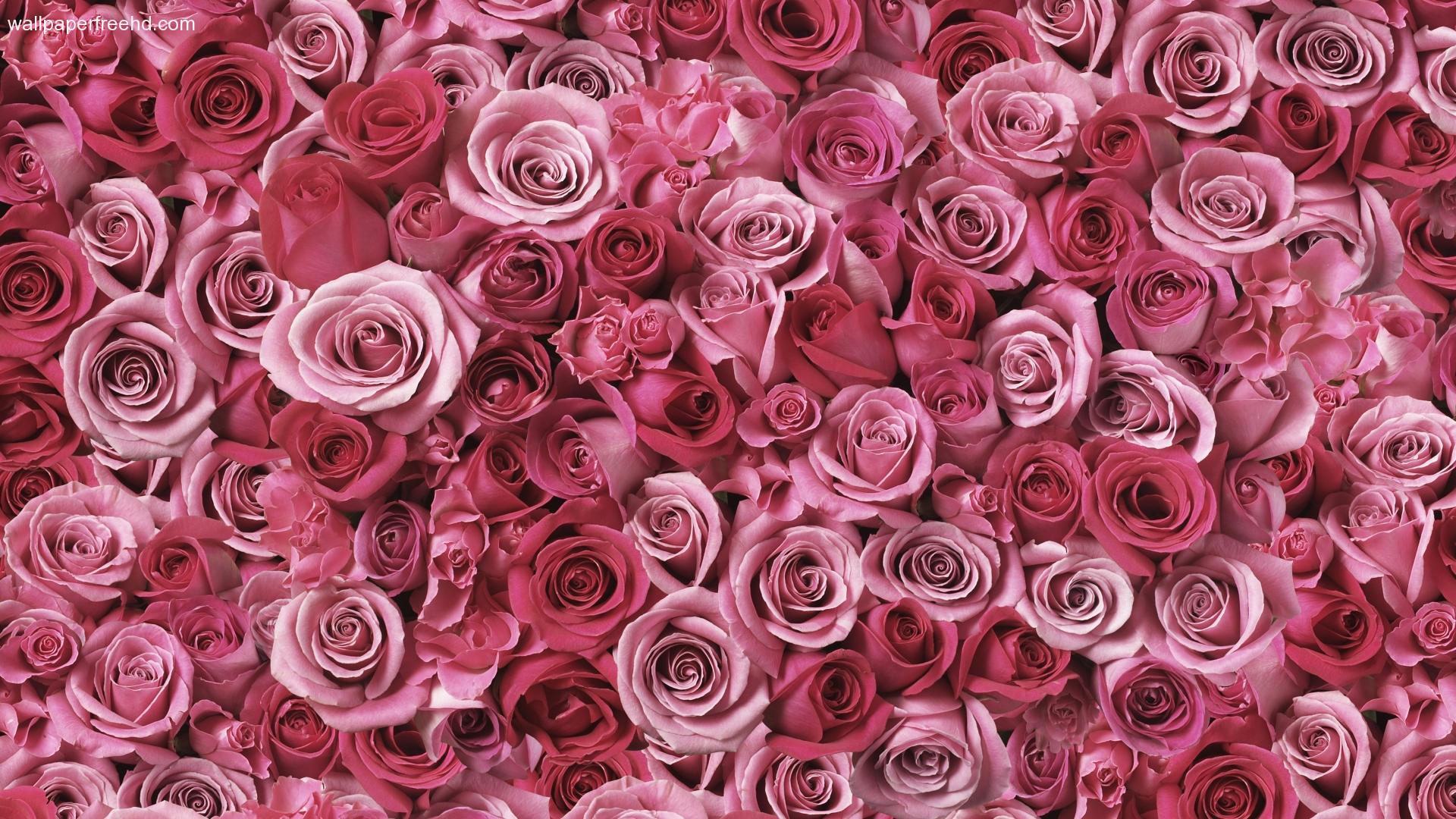 Red And Pink Wallpapers