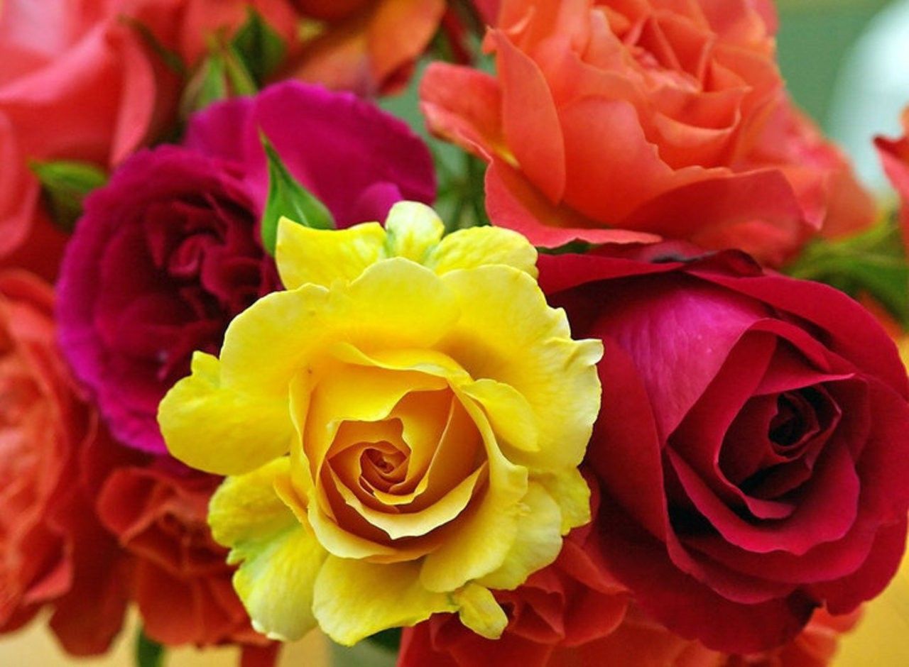 Red And Yellow Flowers Wallpapers