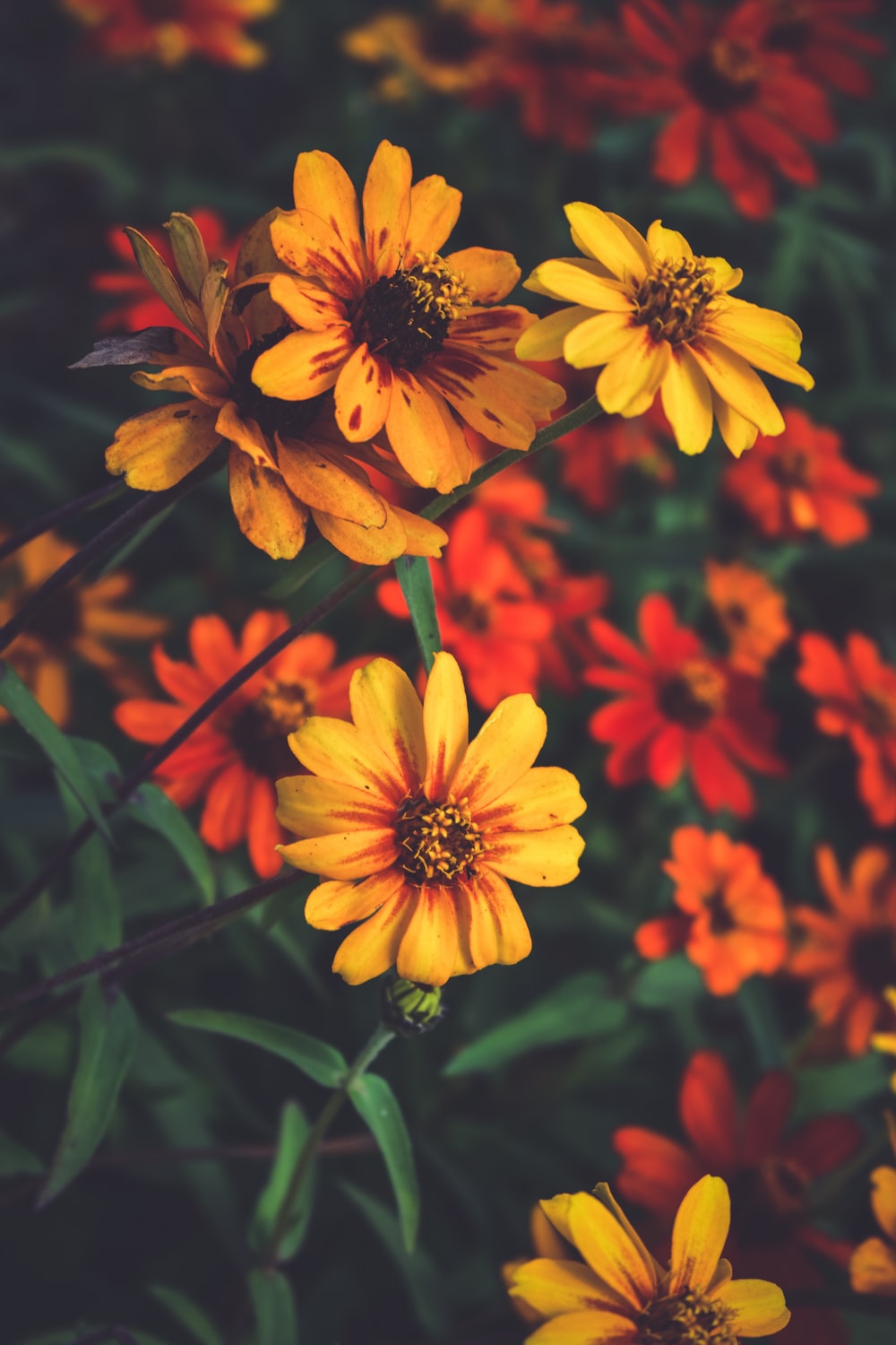 Red And Yellow Flowers Wallpapers