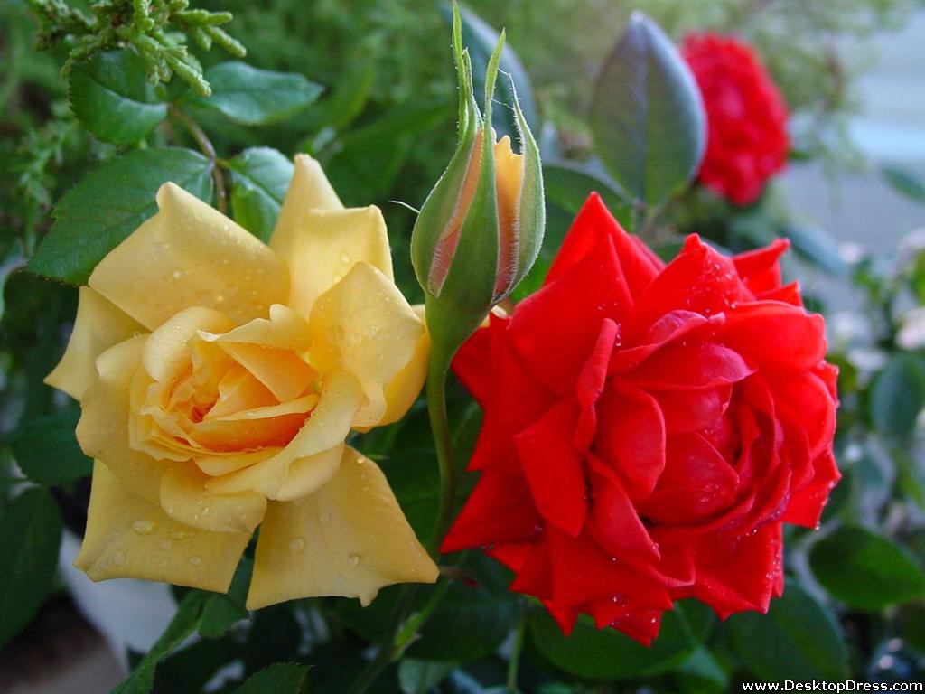 Red And Yellow Flowers Wallpapers