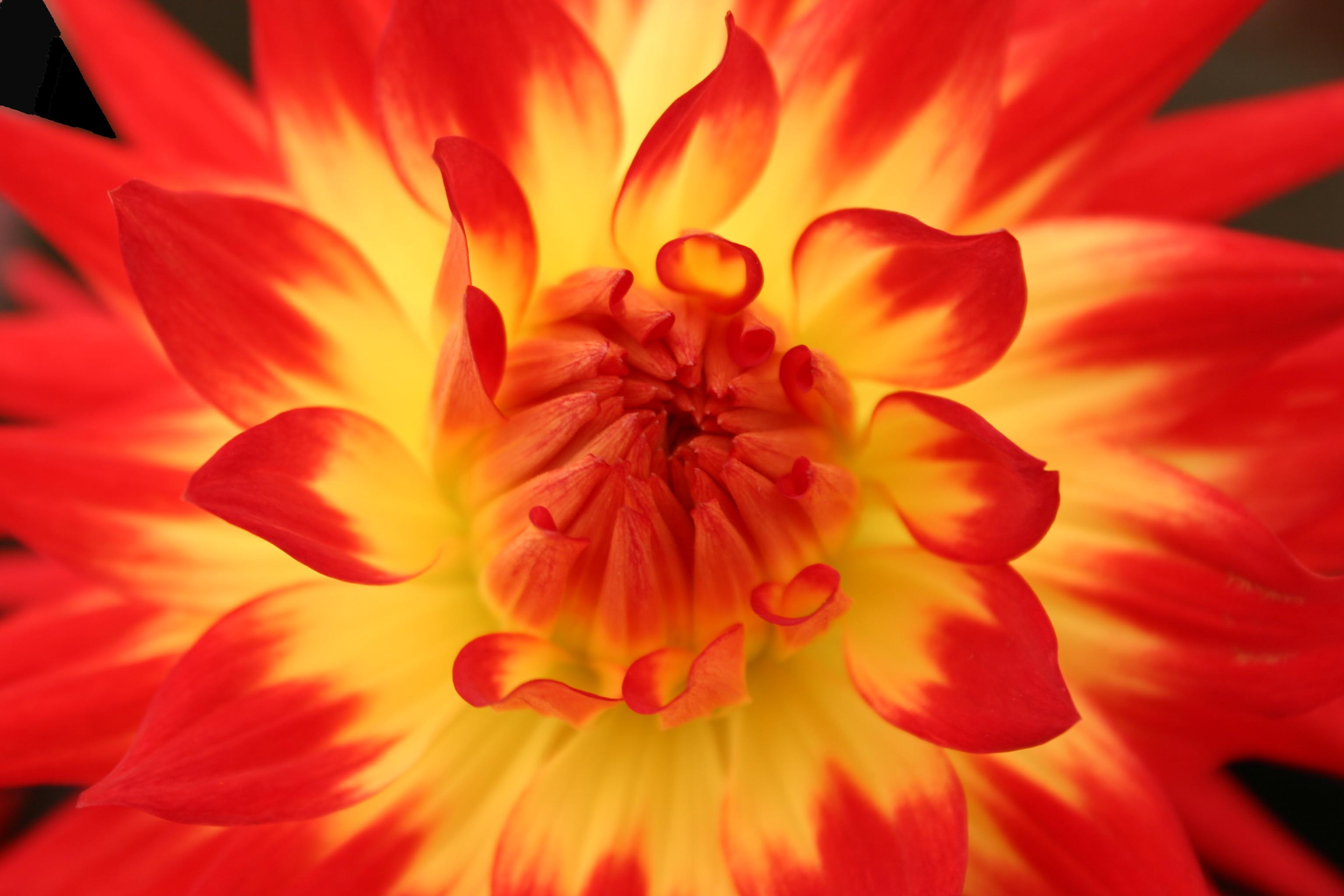 Red And Yellow Flowers Wallpapers