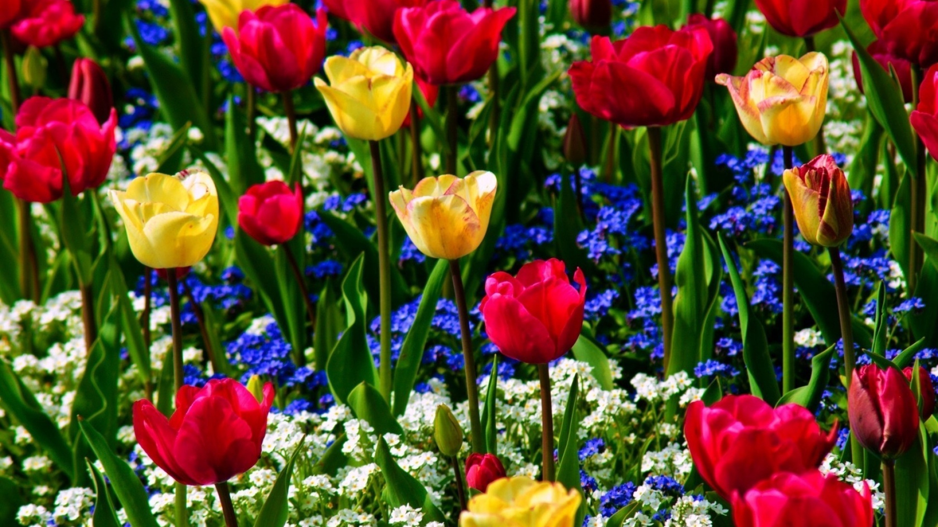 Red And Yellow Flowers Wallpapers