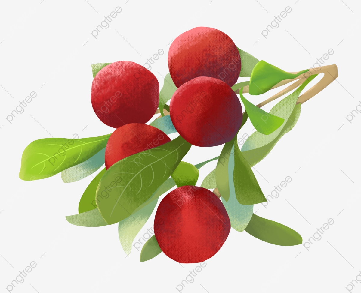 Red Bayberry Wallpapers