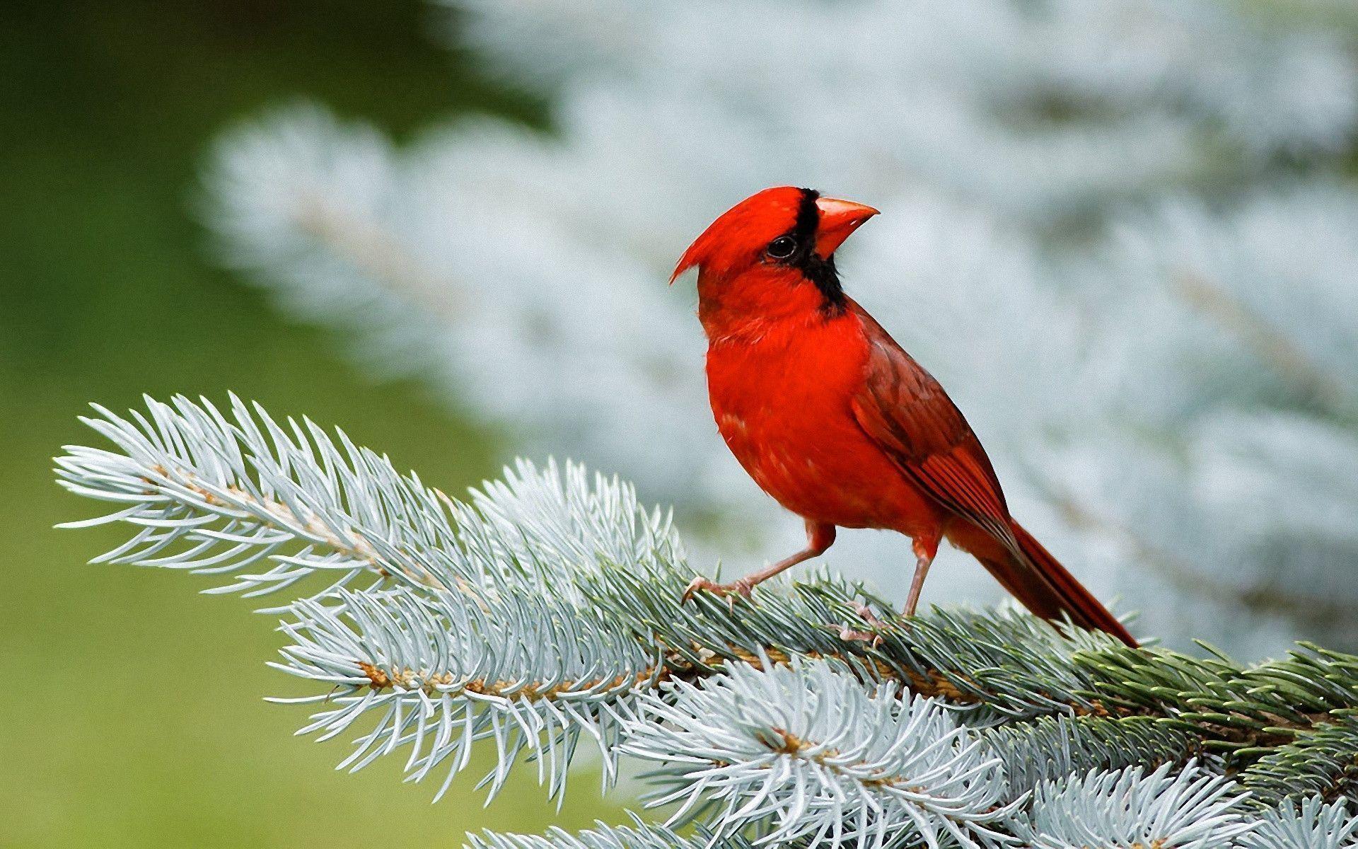 Red Bird Wallpapers