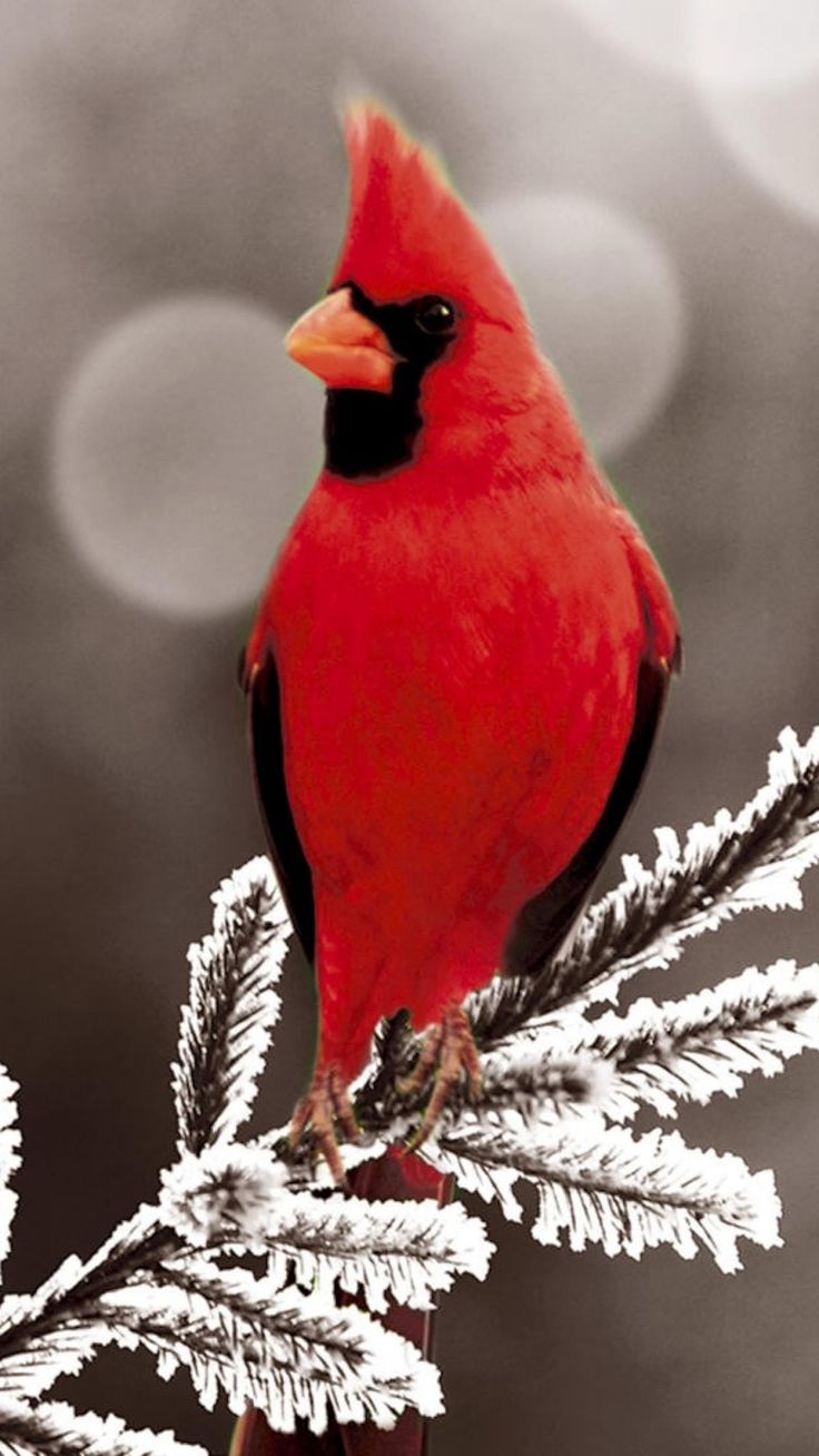 Red Bird Wallpapers