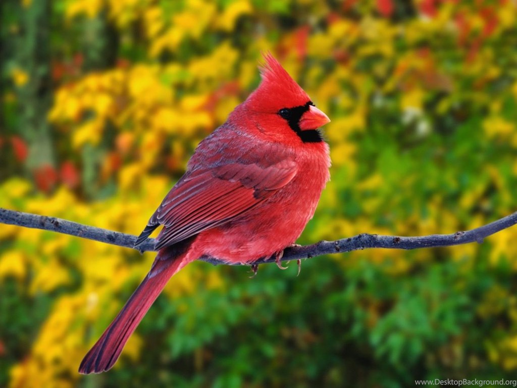 Red Bird Wallpapers