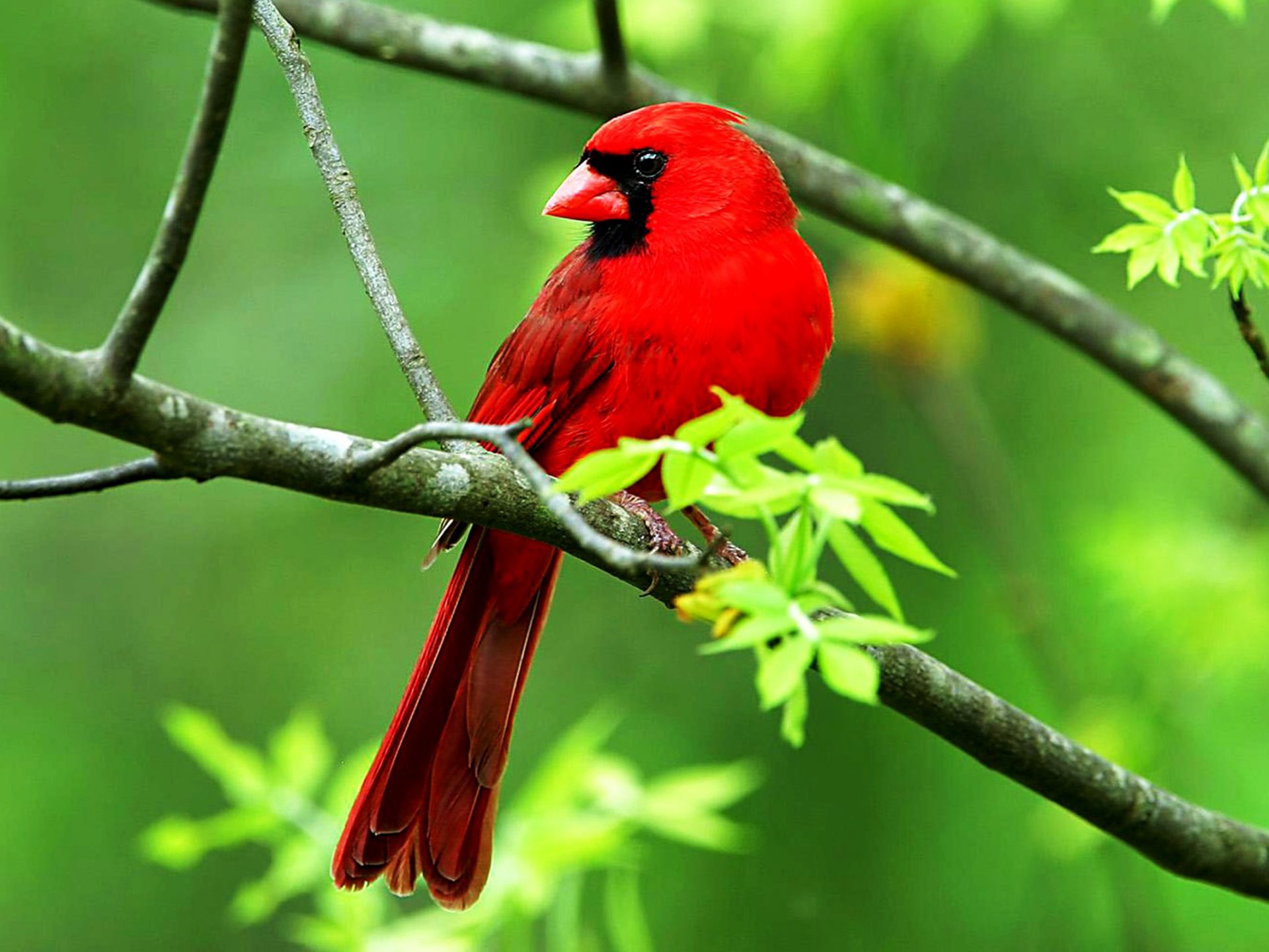 Red Bird Wallpapers