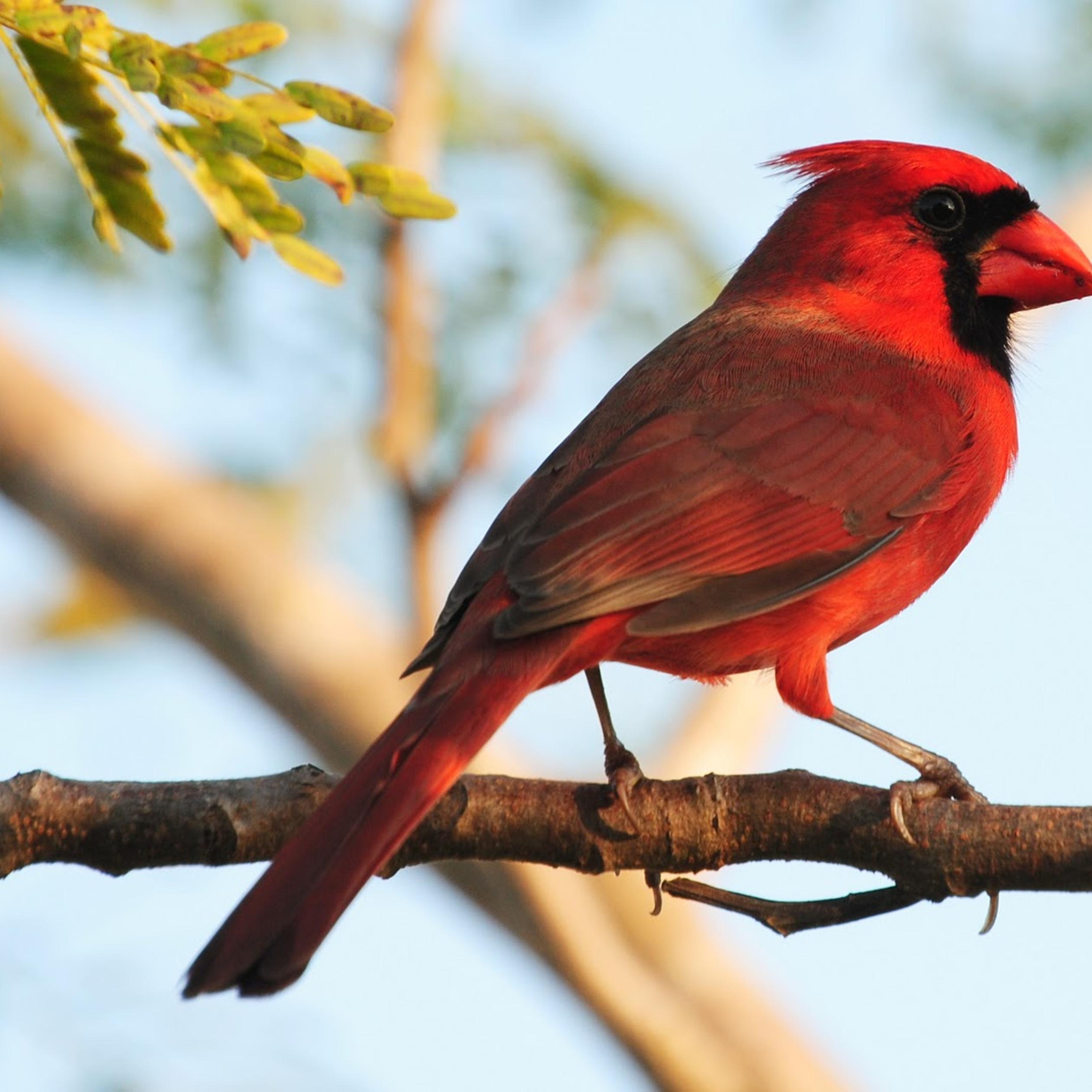 Red Bird Wallpapers