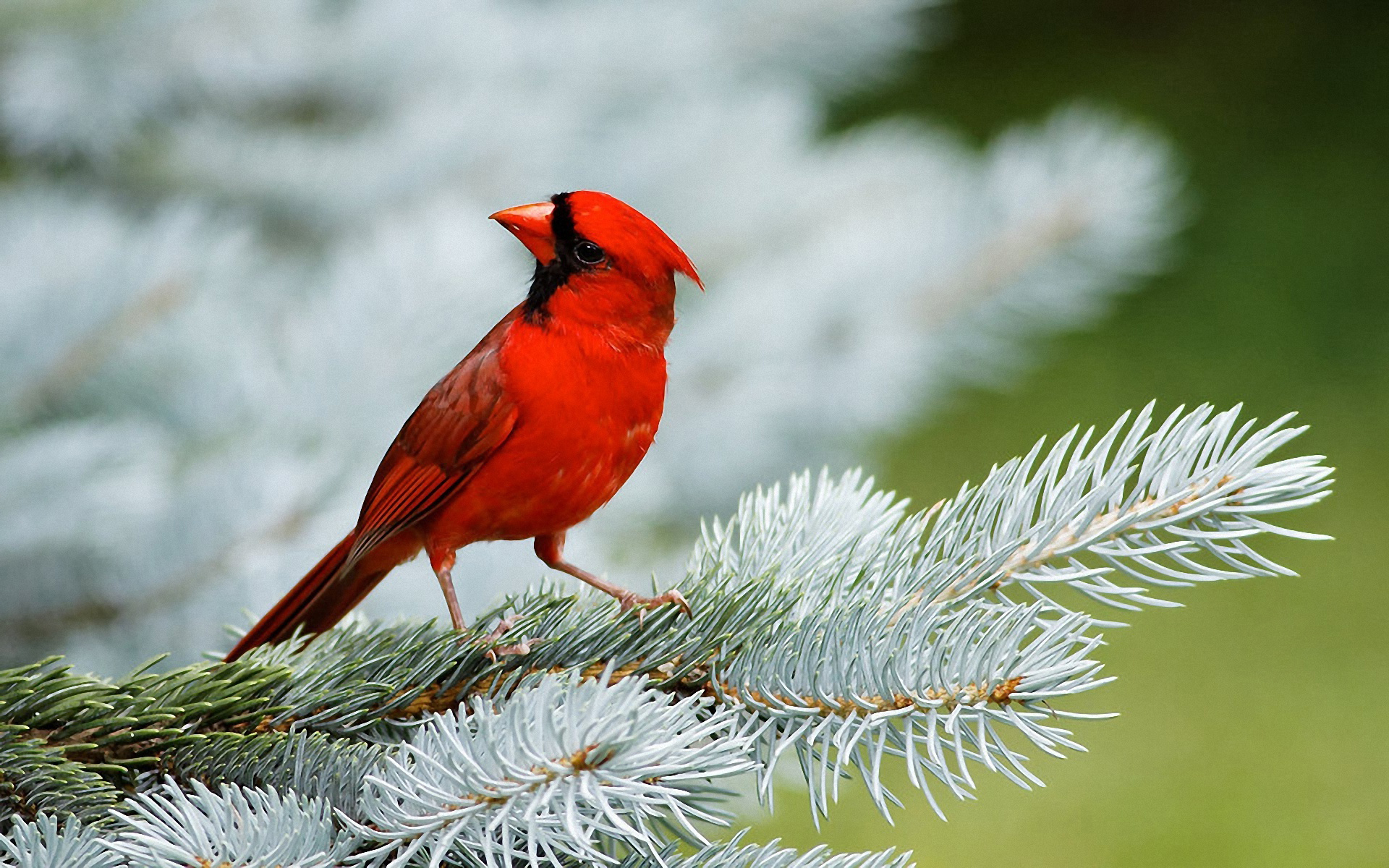 Red Bird Wallpapers