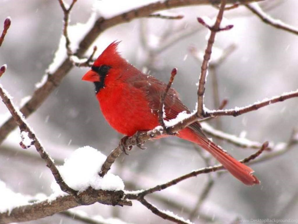 Red Bird Wallpapers