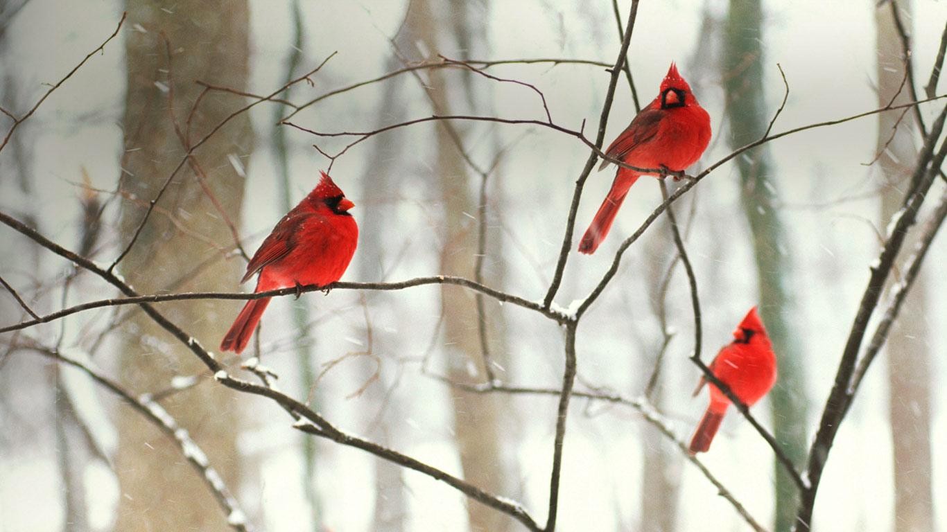 Red Bird Wallpapers