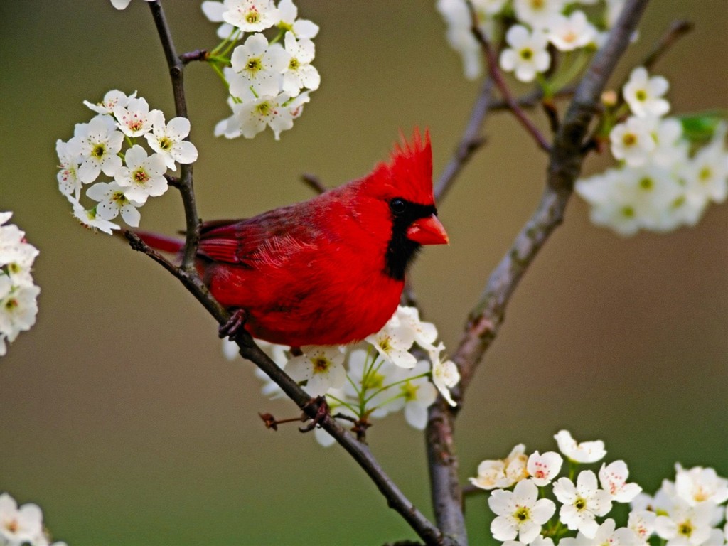 Red Bird Wallpapers