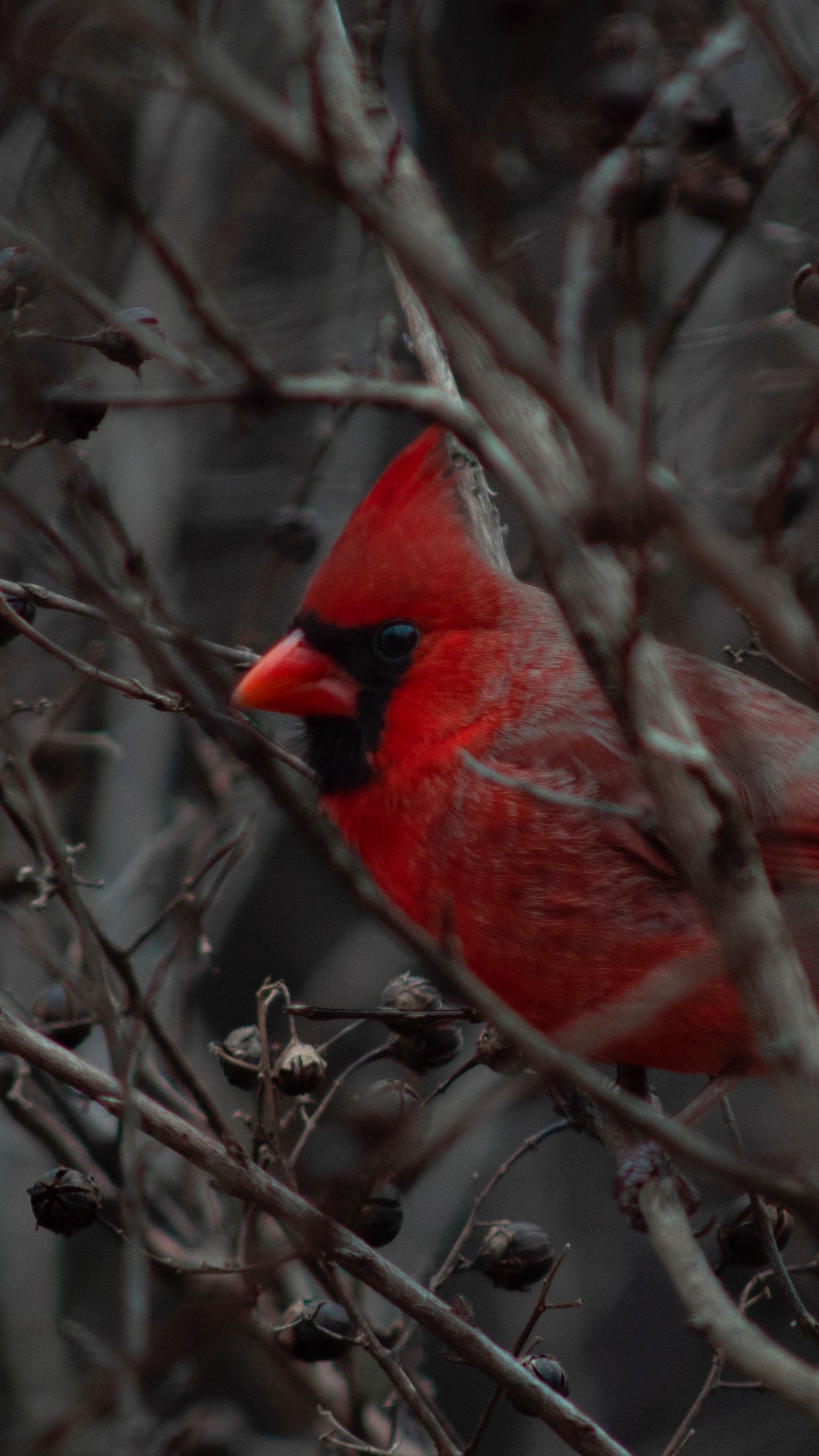 Red Bird Wallpapers