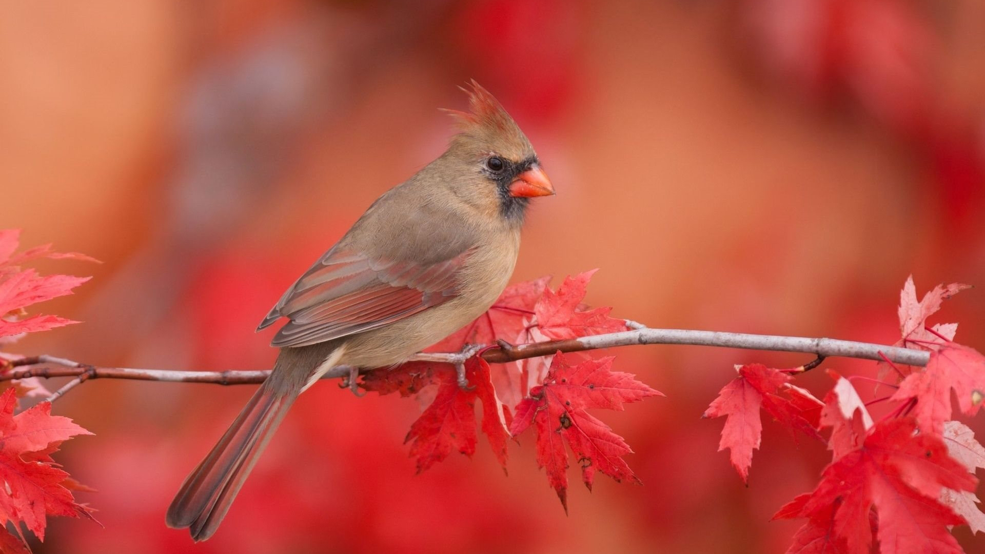 Red Bird Wallpapers