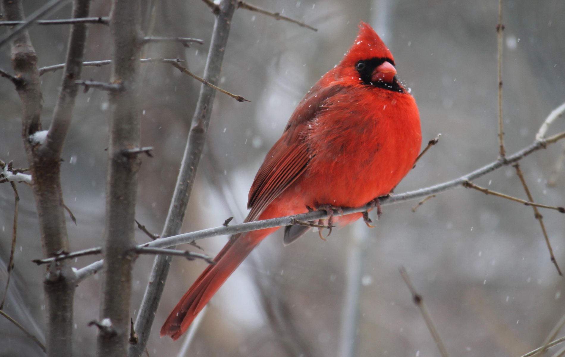 Red Bird Wallpapers